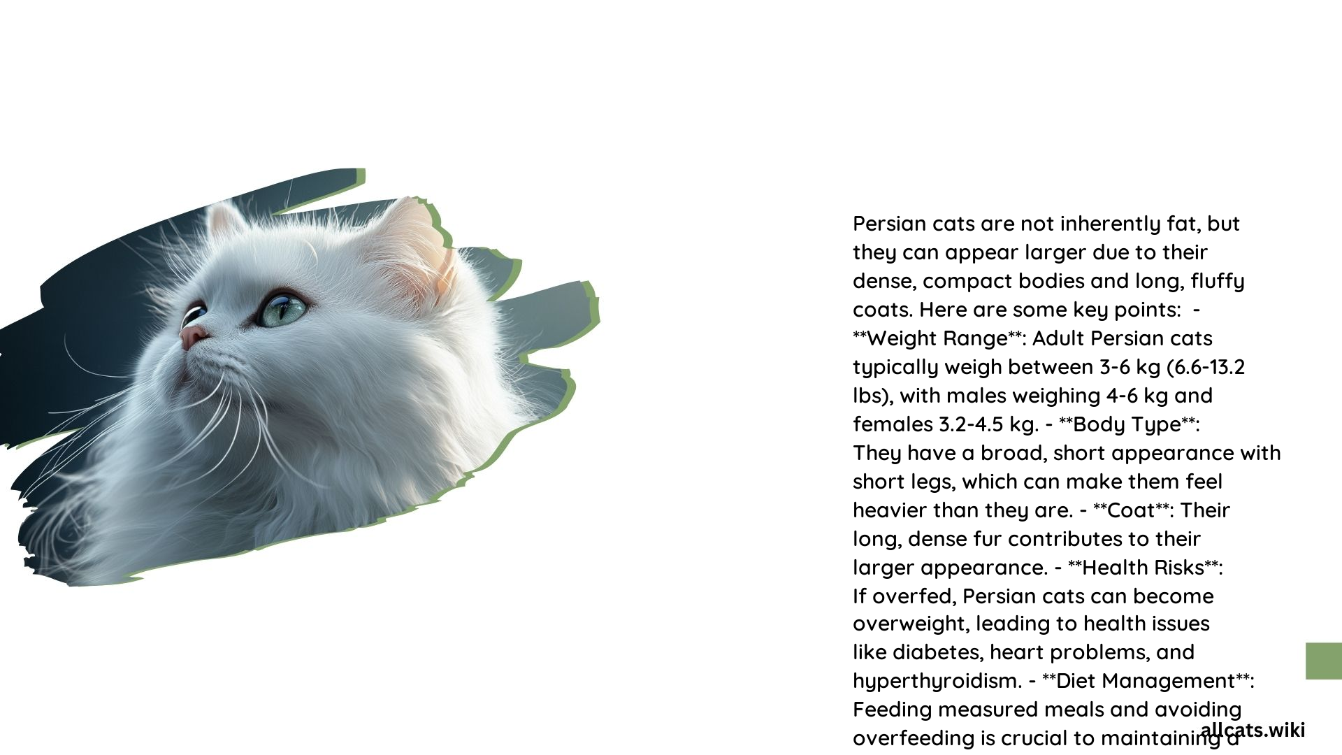 Are Persian Cats Fat