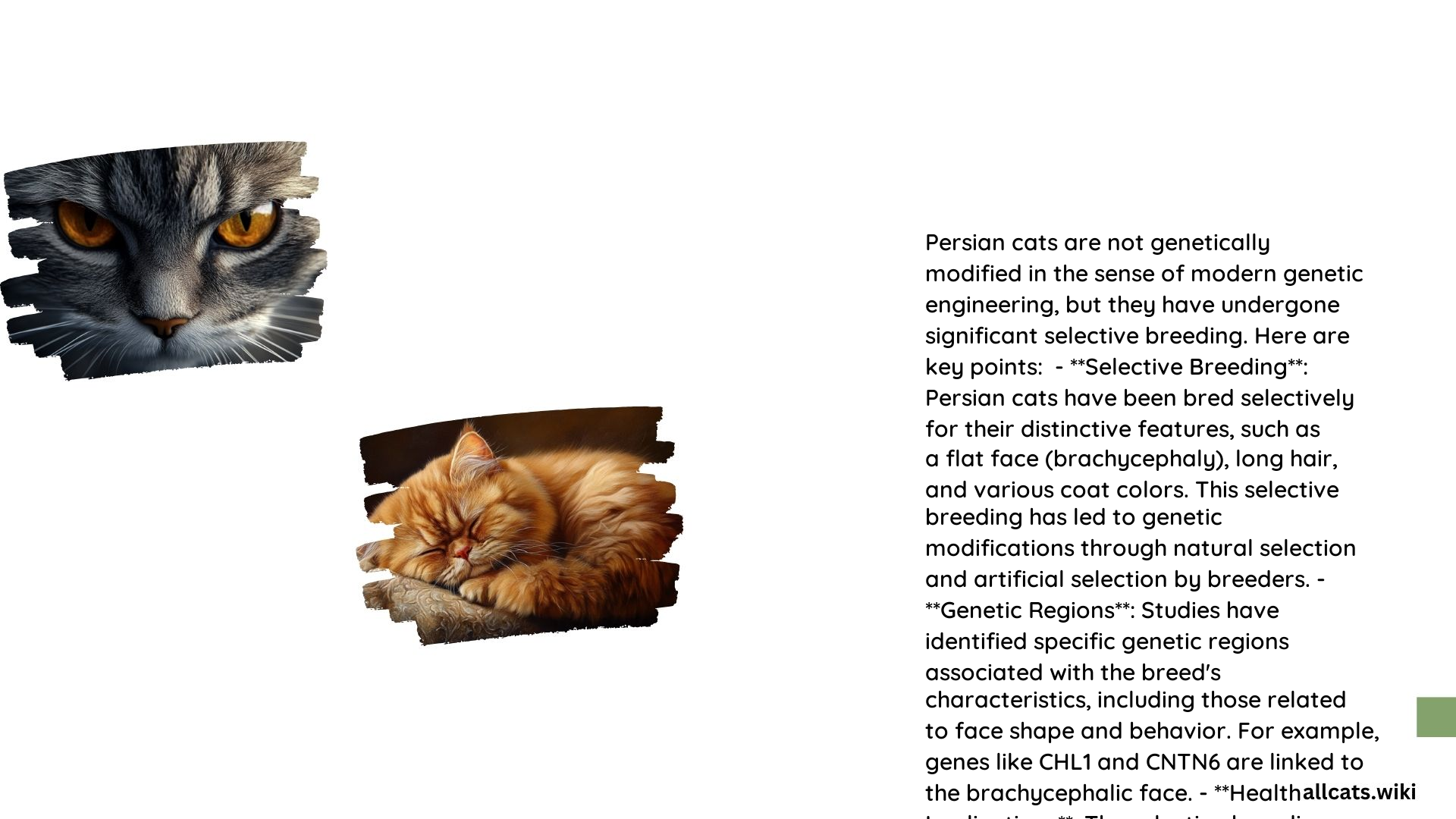 Are Persian Cats Genetically Modified