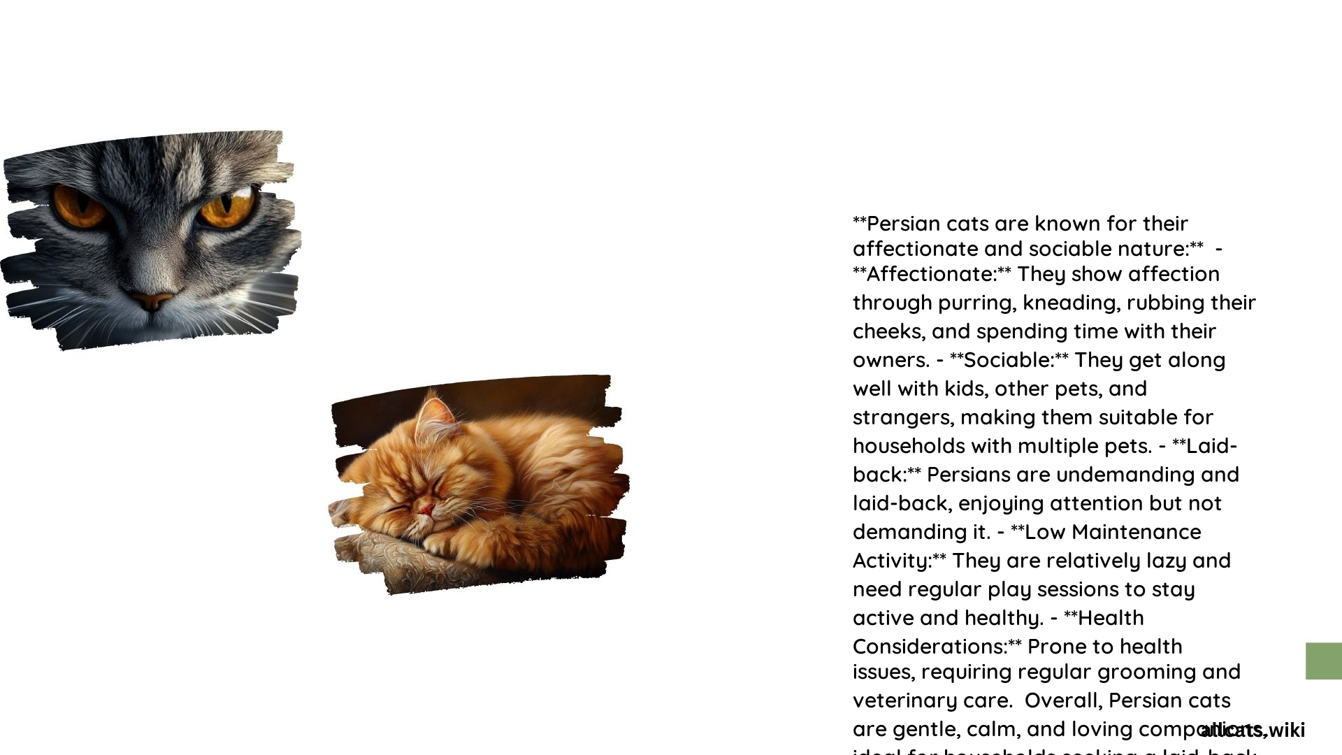 Are Persian Cats Nice