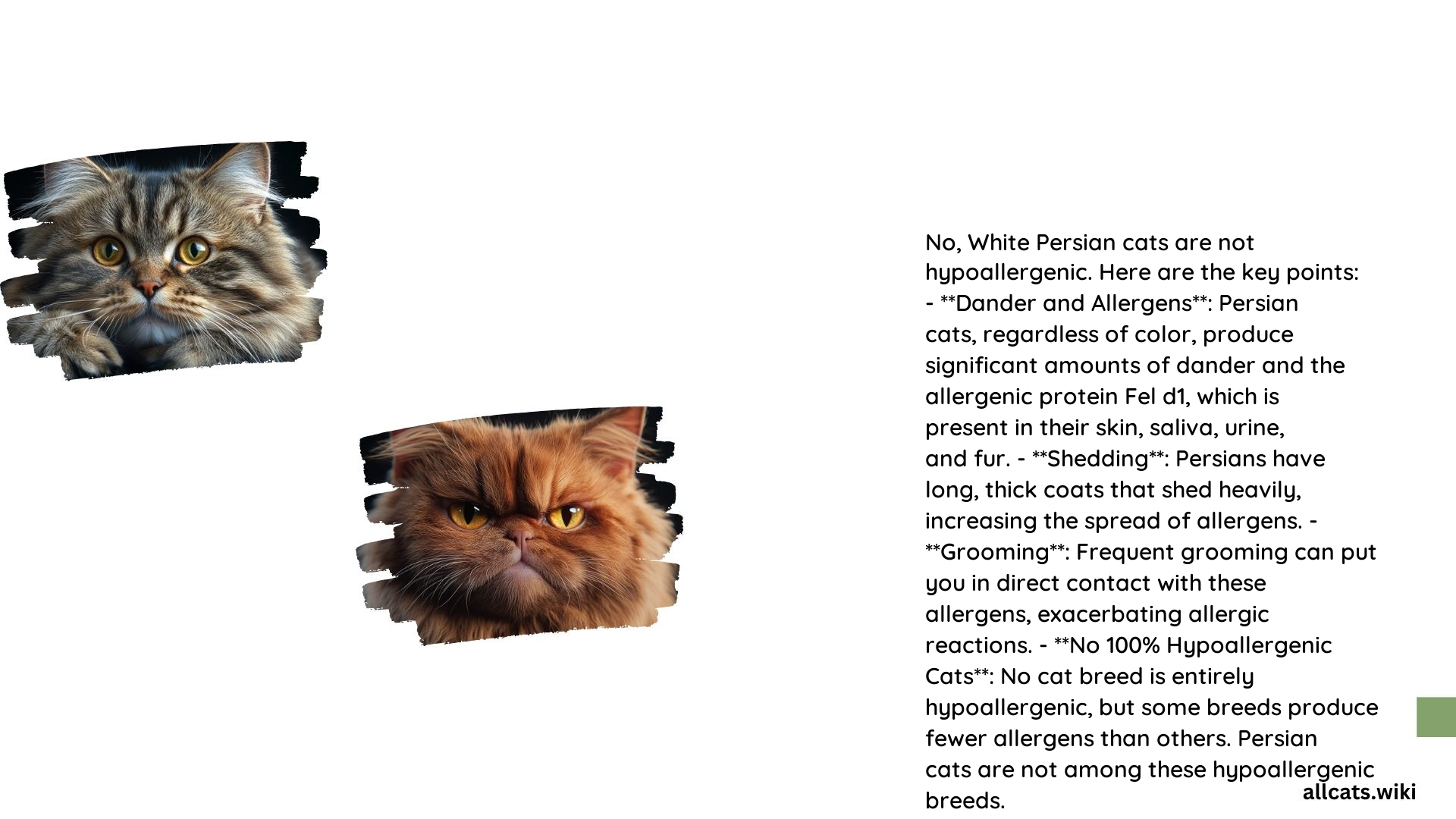 Are White Persian Cats Hypoallergenic
