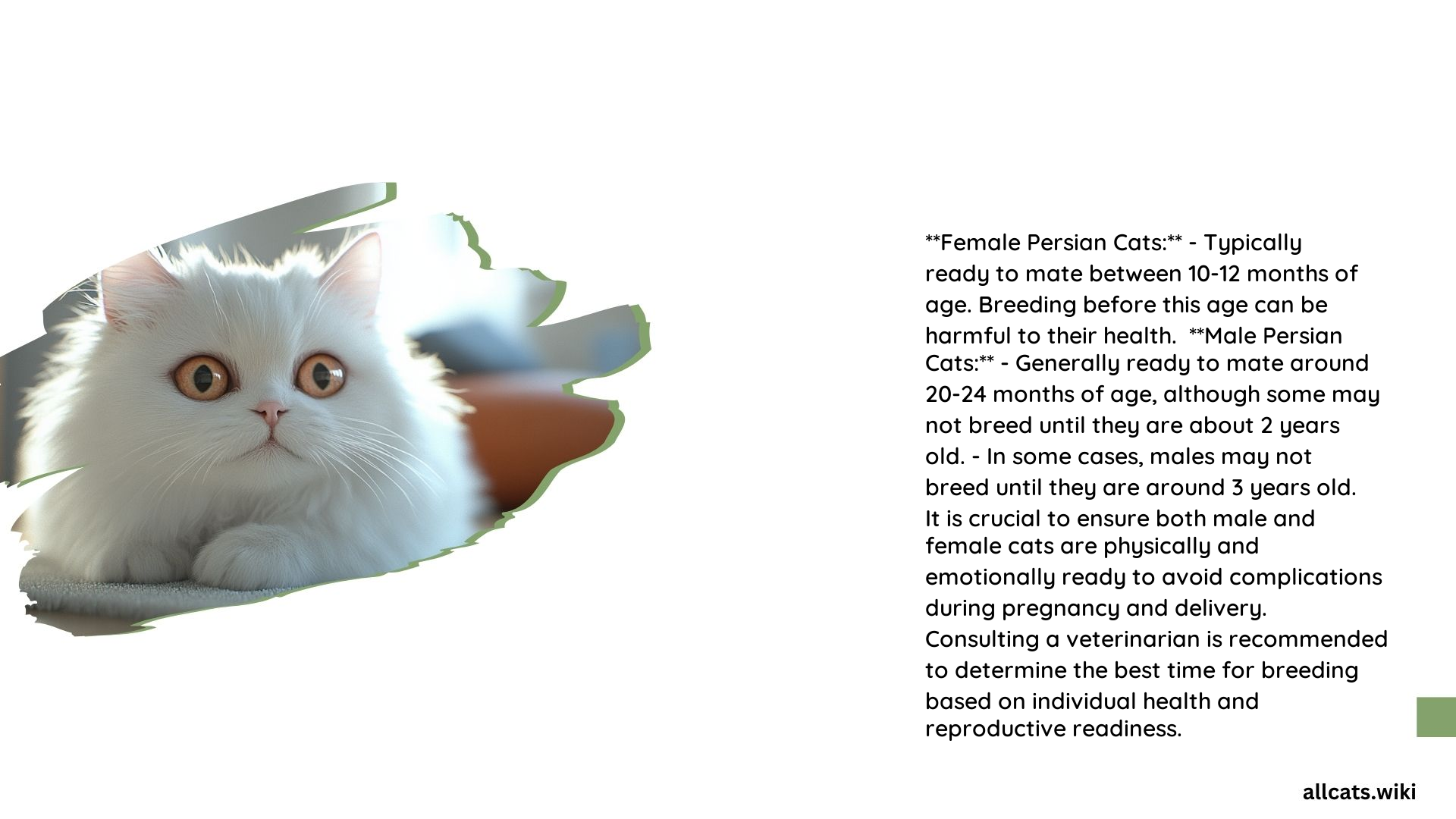At What Age Persian Cats Mate