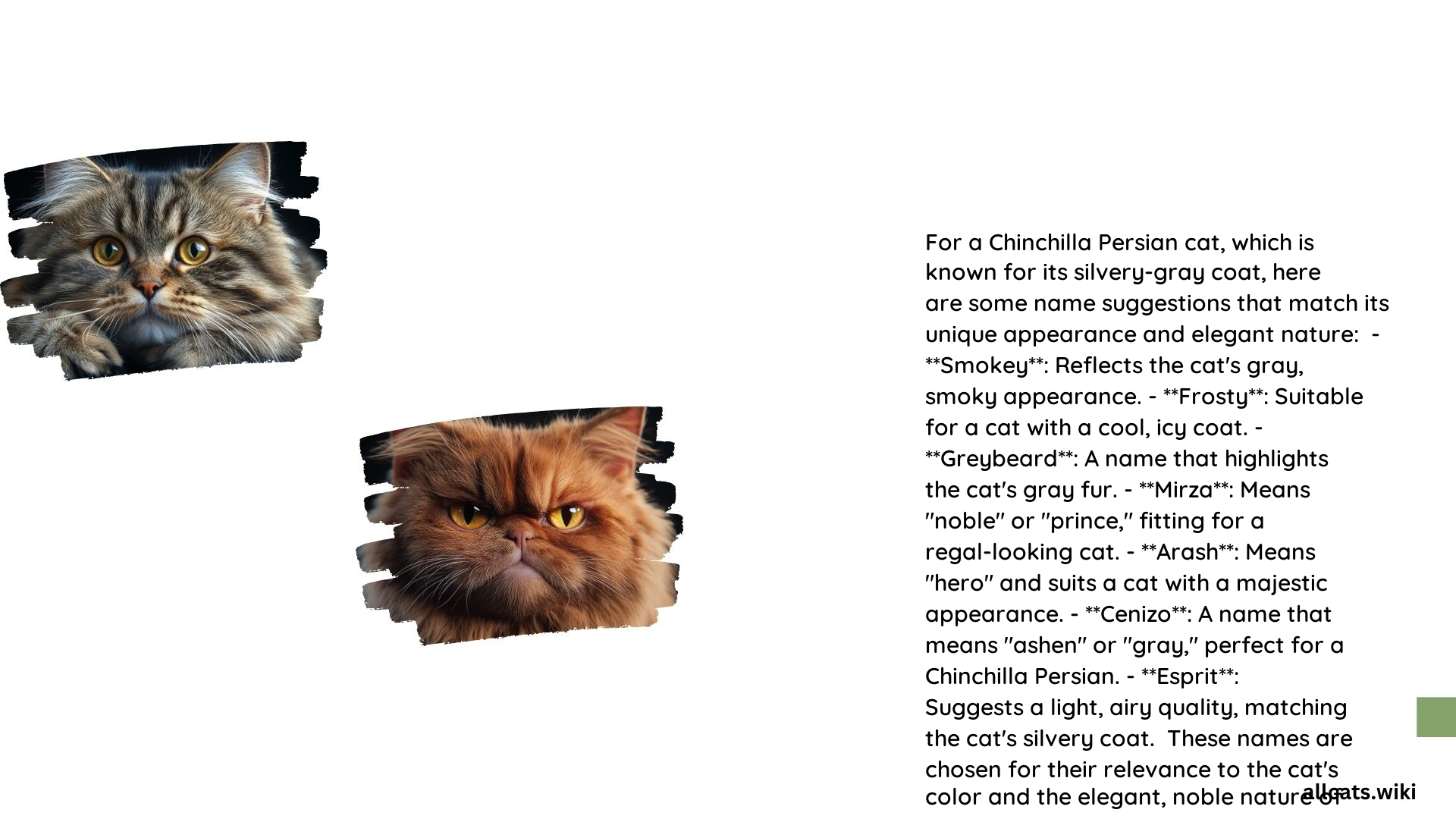 Chinchilla Persian Cat Names 1
