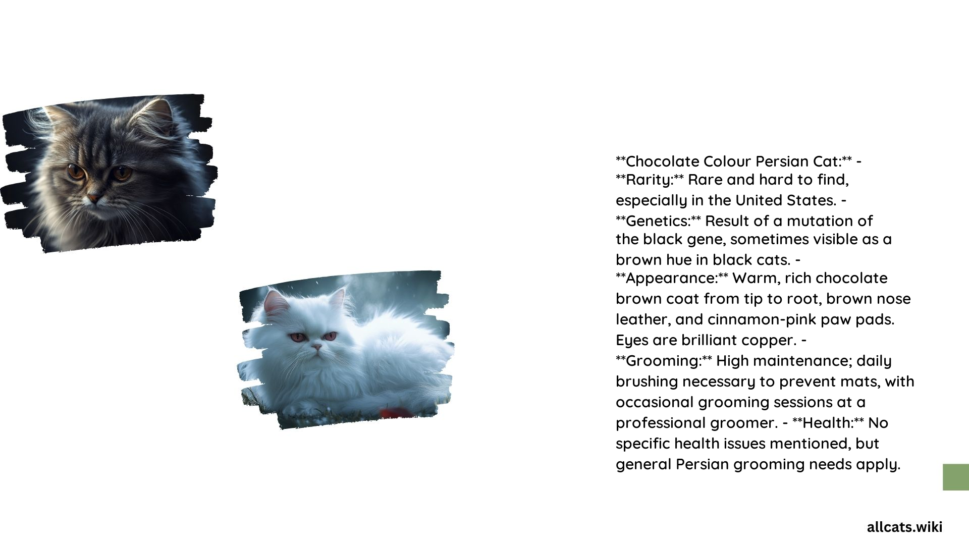 Chocolate Colour Persian Cat