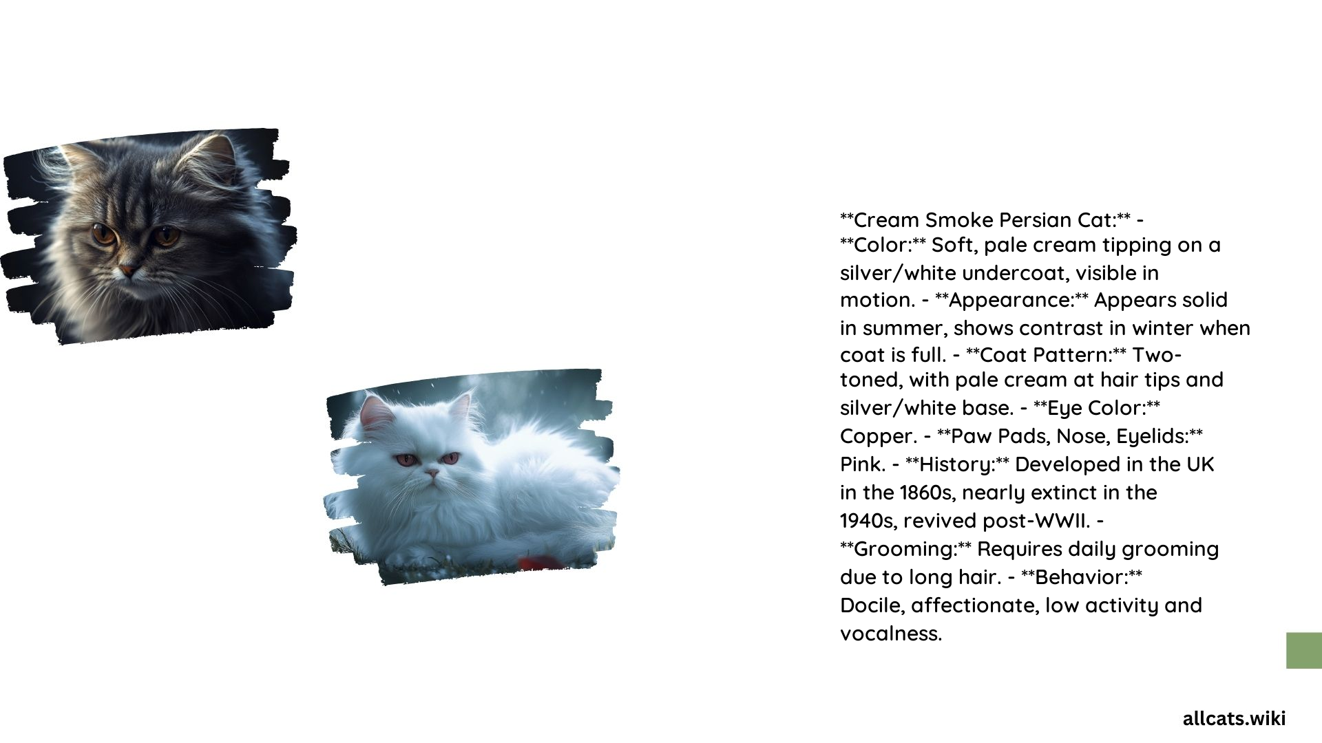 Cream Smoke Persian Cat
