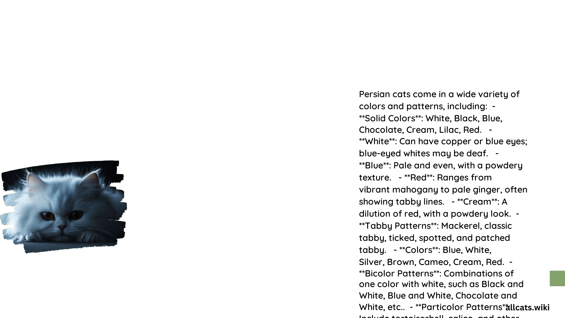 Different Persian Cat Colors