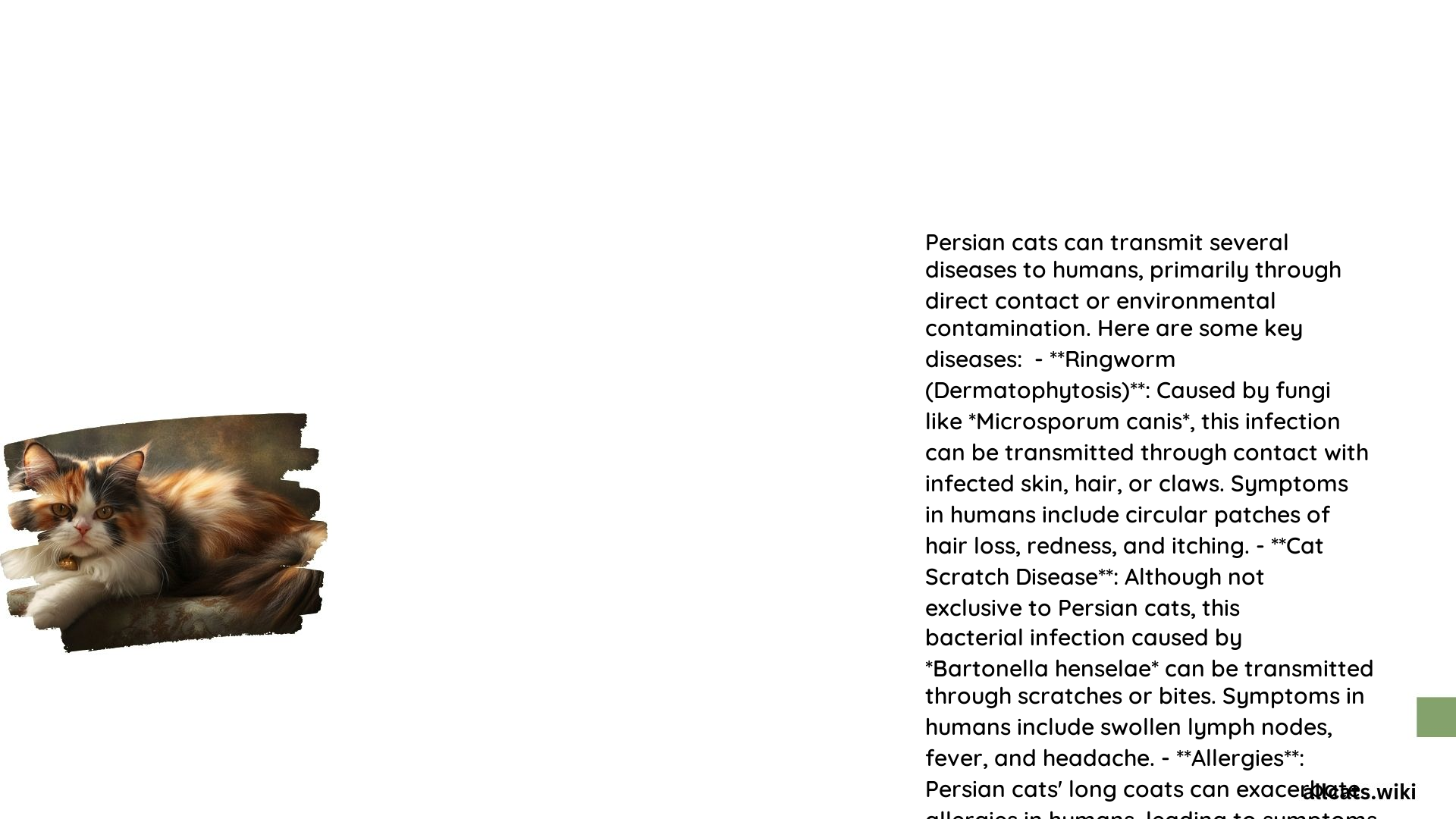 Diseases Caused by Persian Cats to Humans