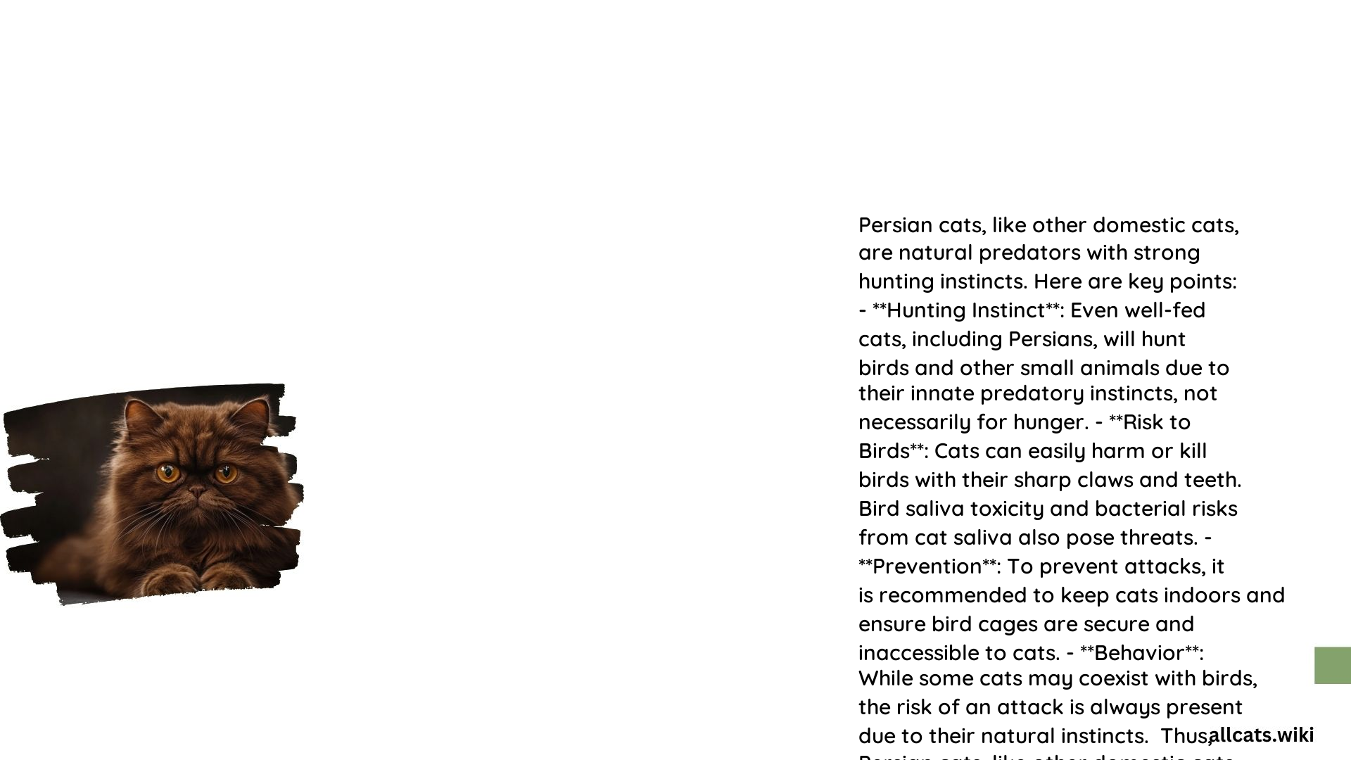 Do Persian Cats Attack Birds