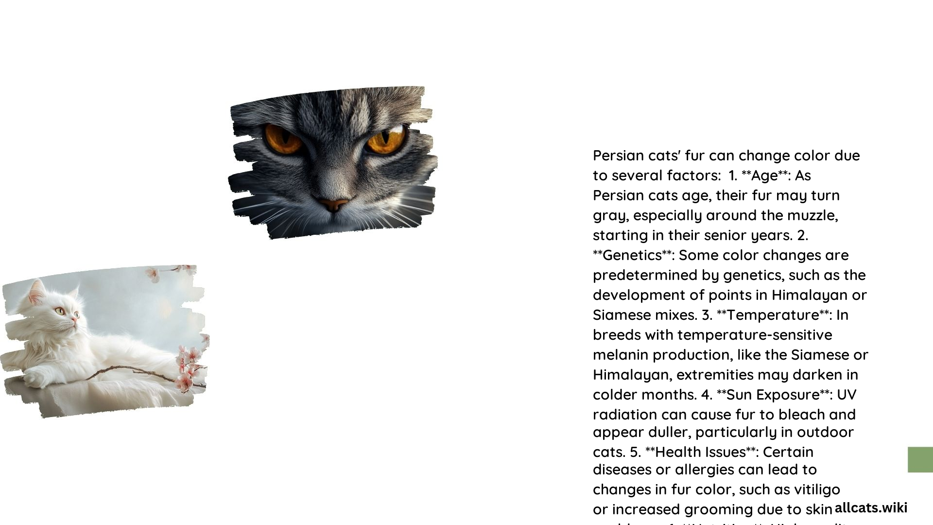 Do Persian Cats Fur Change Color