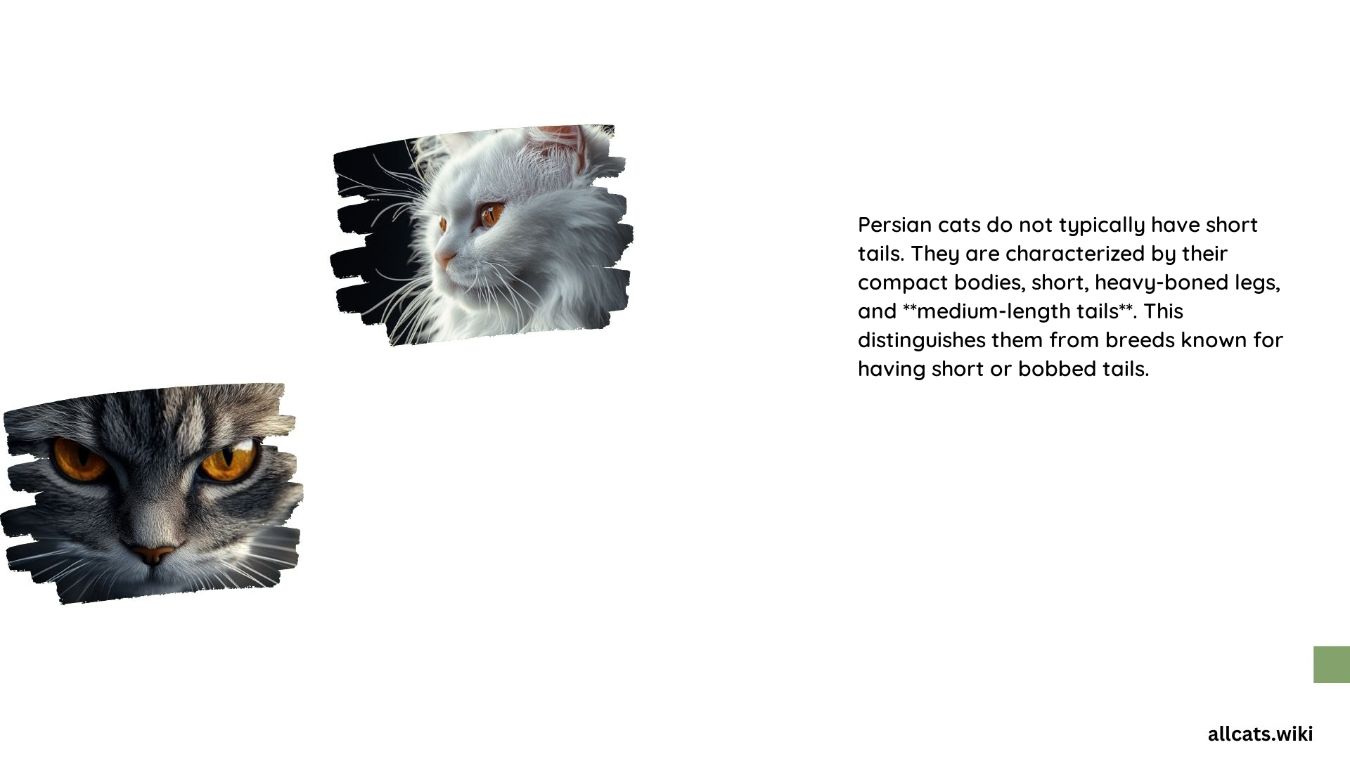 Do Persian Cats Have Short Tails