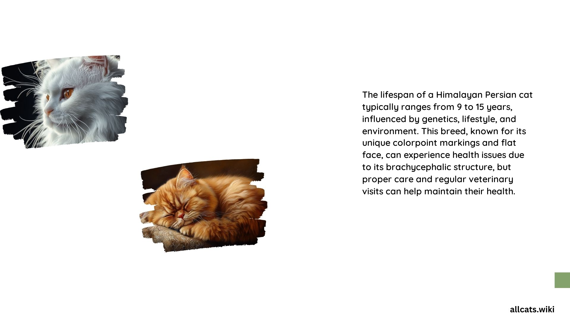 Himalayan Persian Cat Lifespan