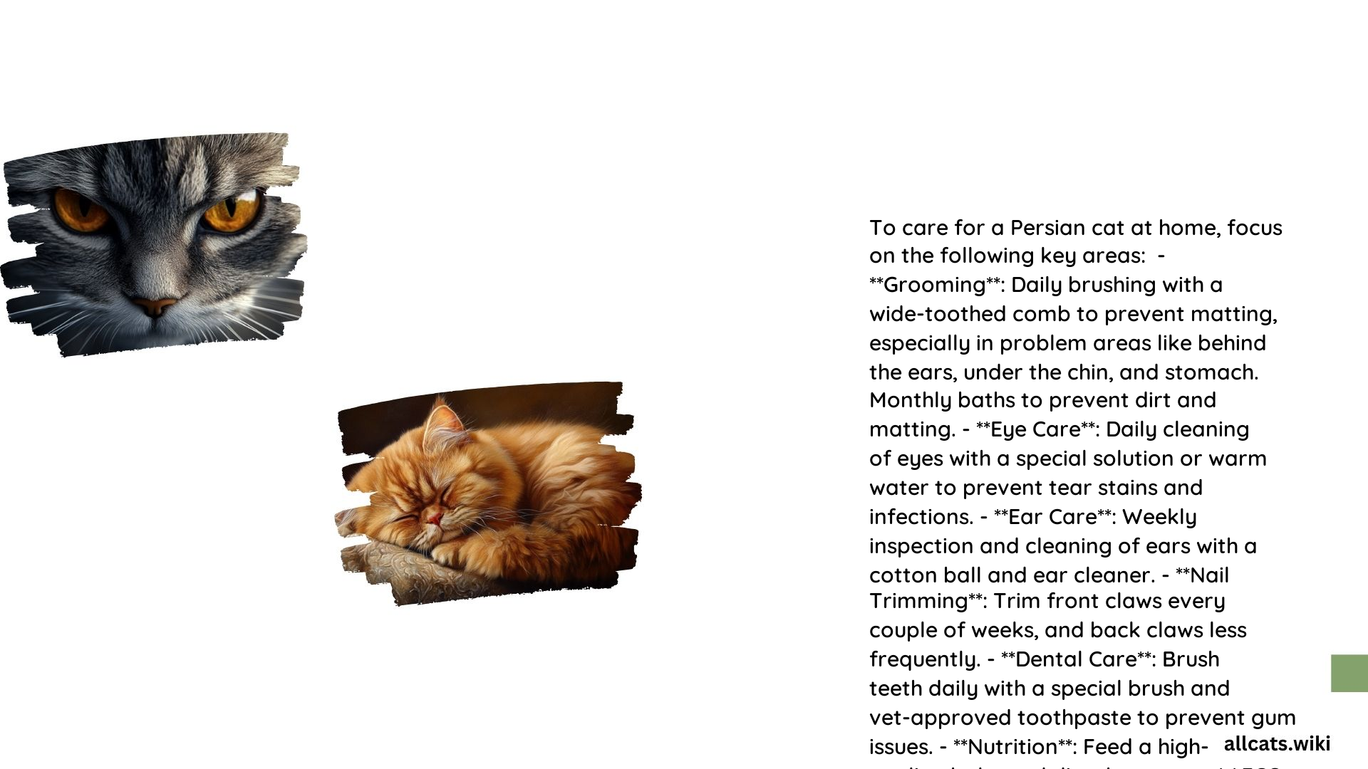 How to Care Persian Cat at Home