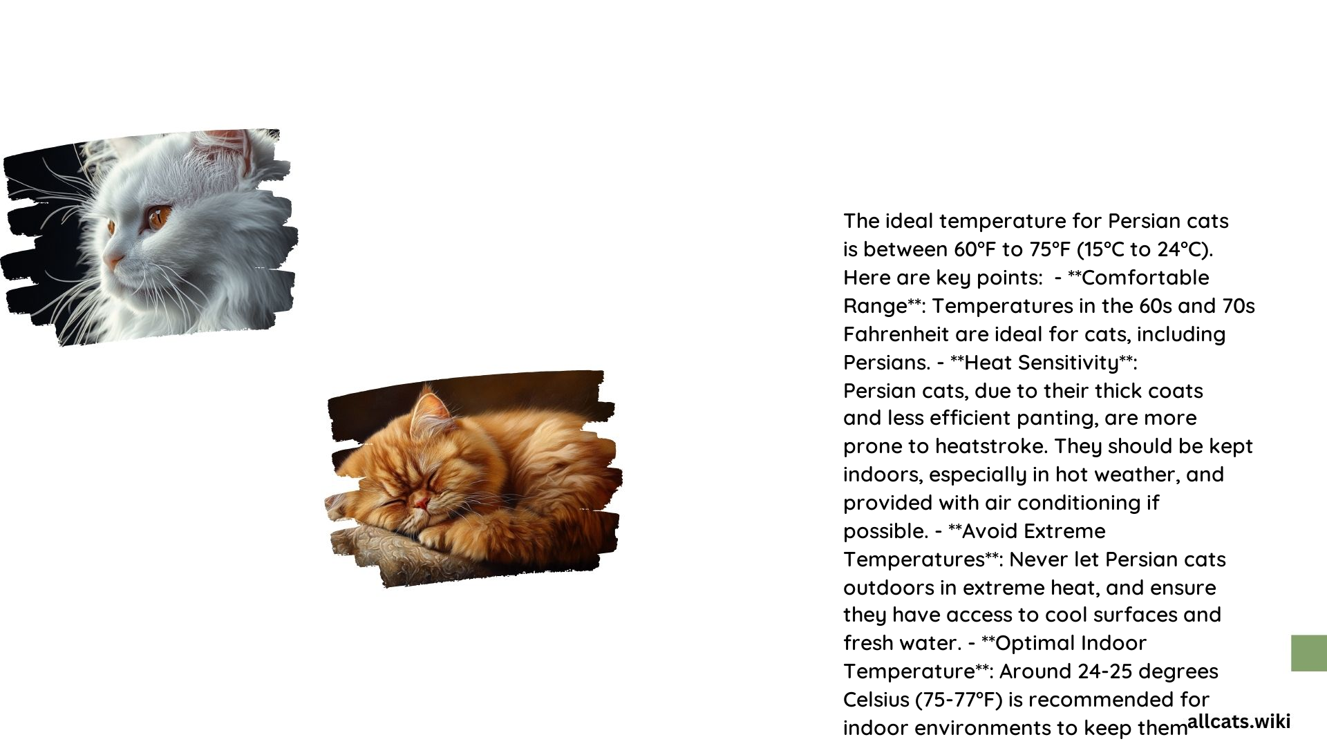 Ideal Temperature for Persian Cats