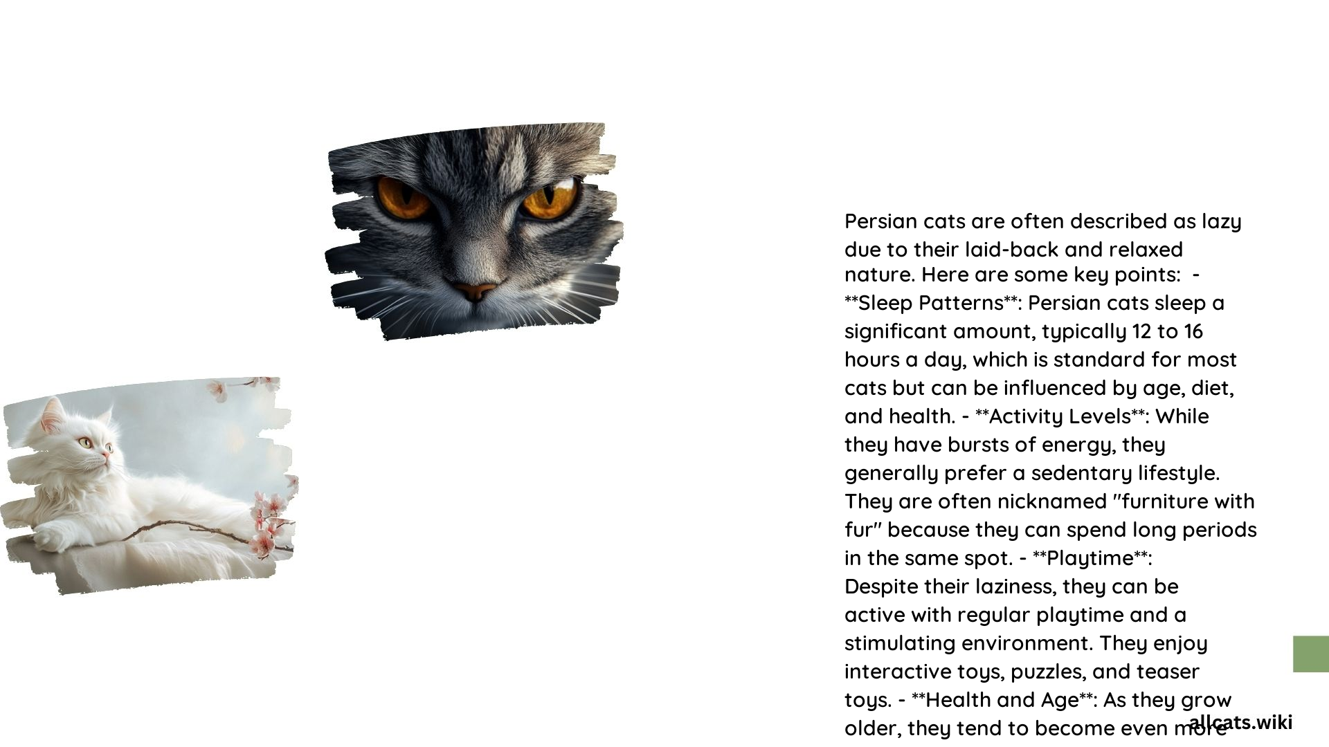 Is Persian Cats Lazy