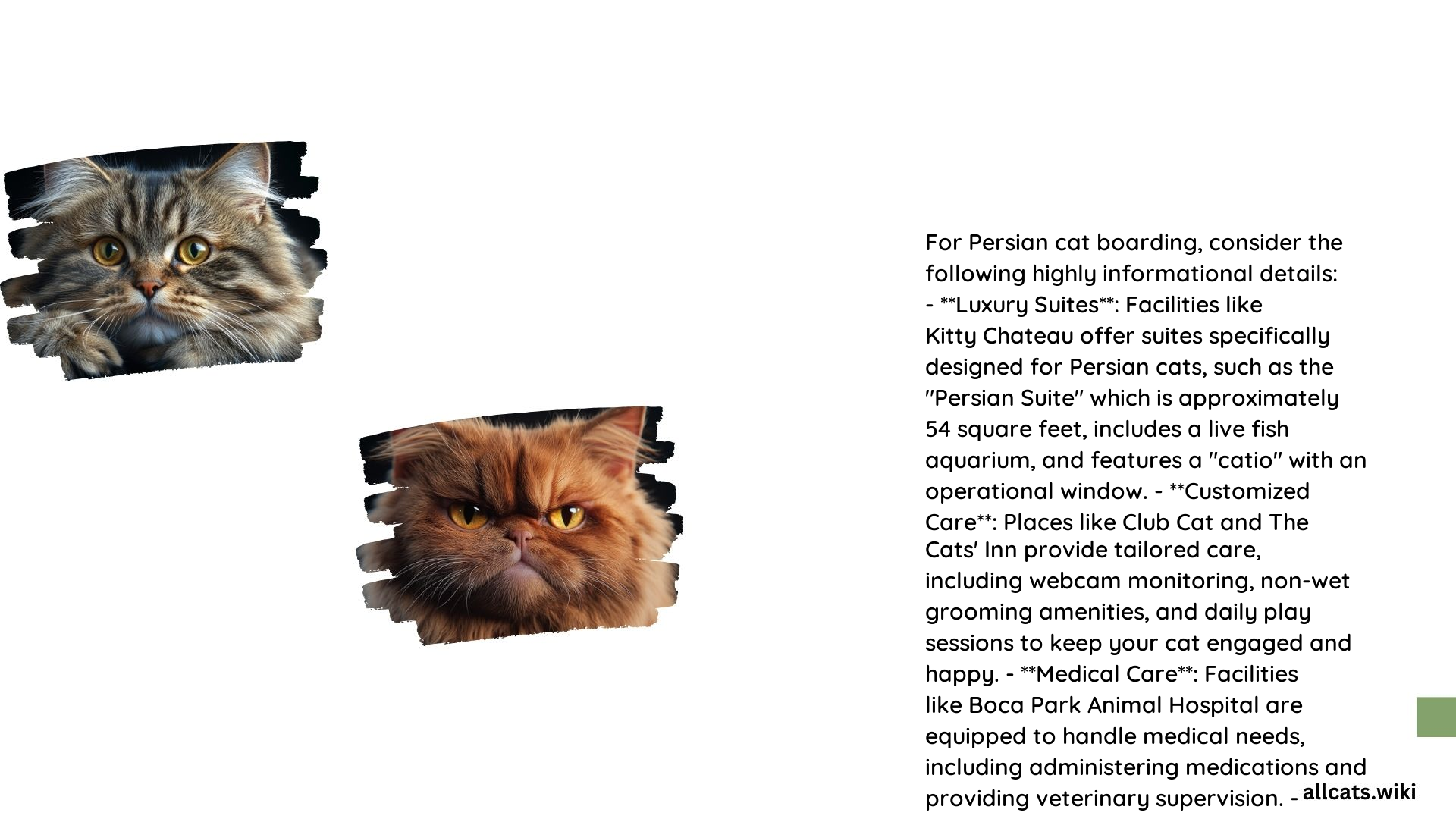 Persian Cat Boarding