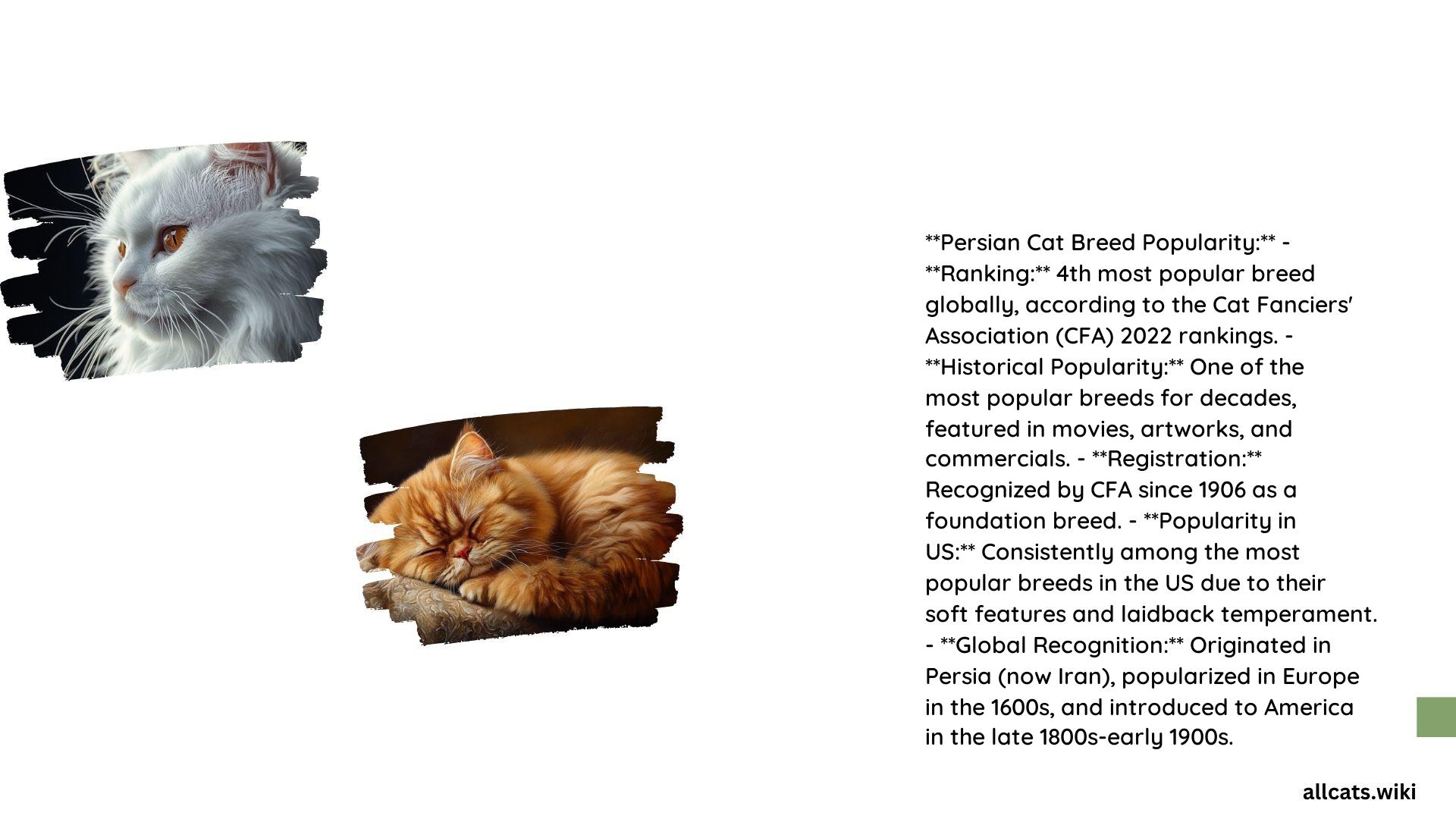 Persian Cat Breed Popularity