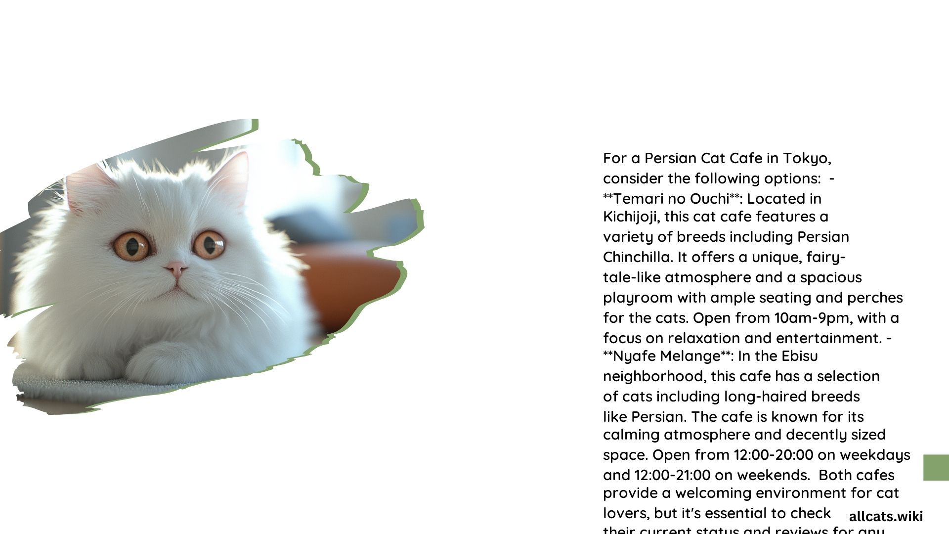 Persian Cat Cafe Tokyo