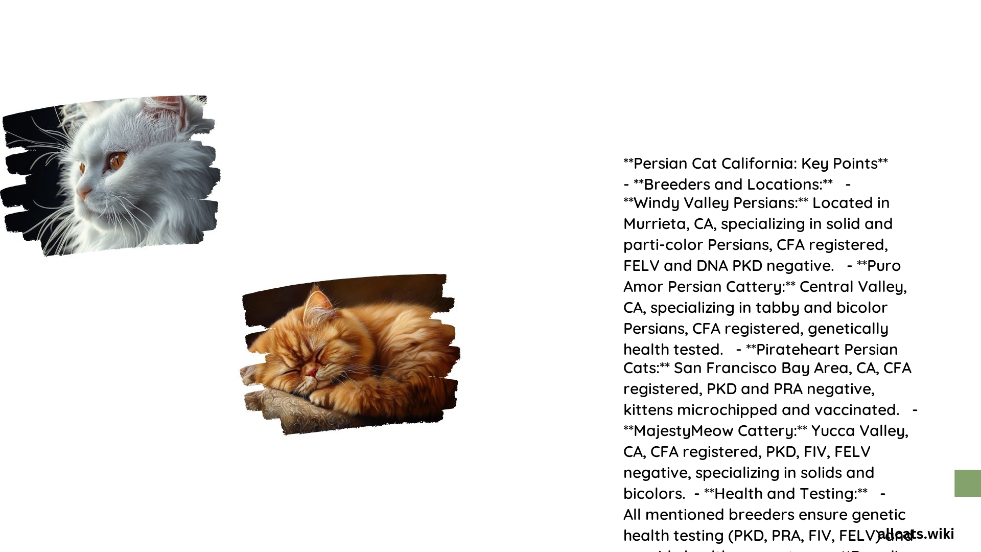 Persian Cat California