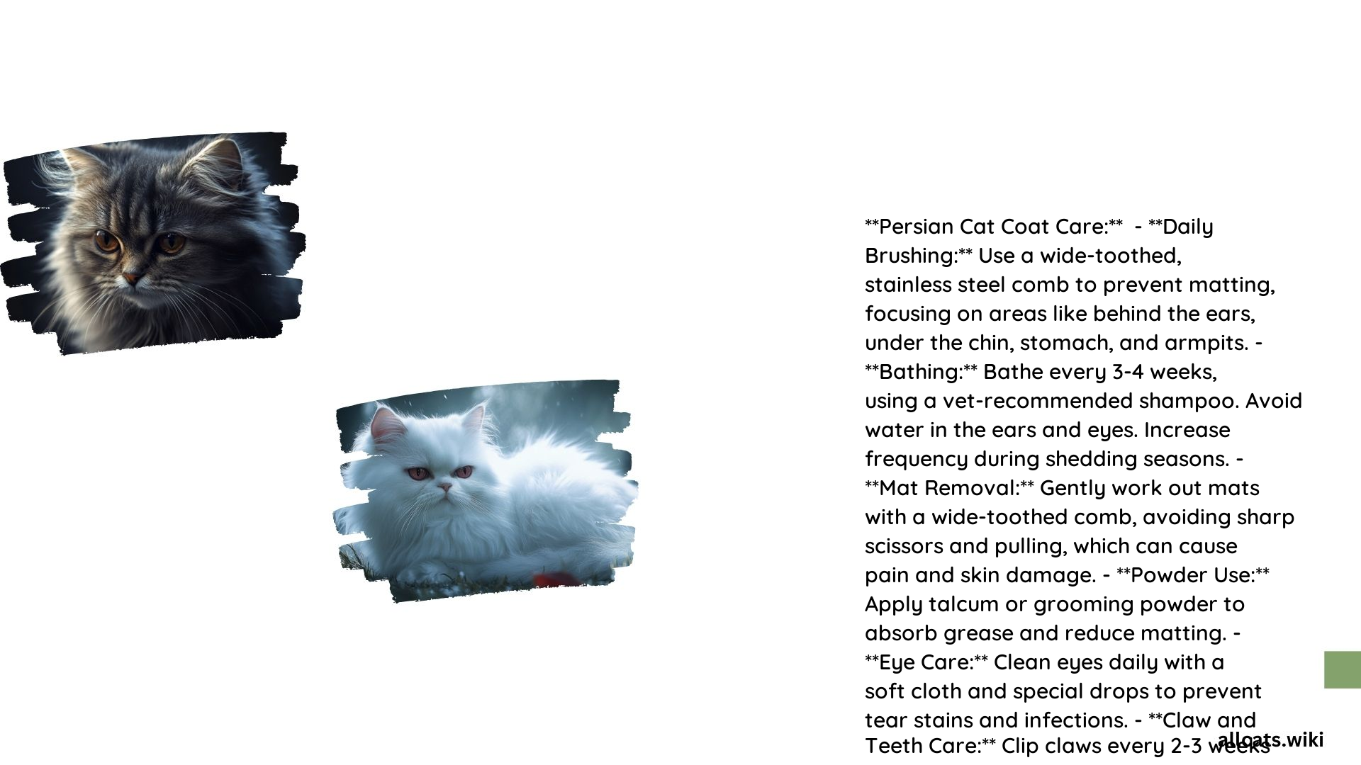 Persian Cat Coat Care