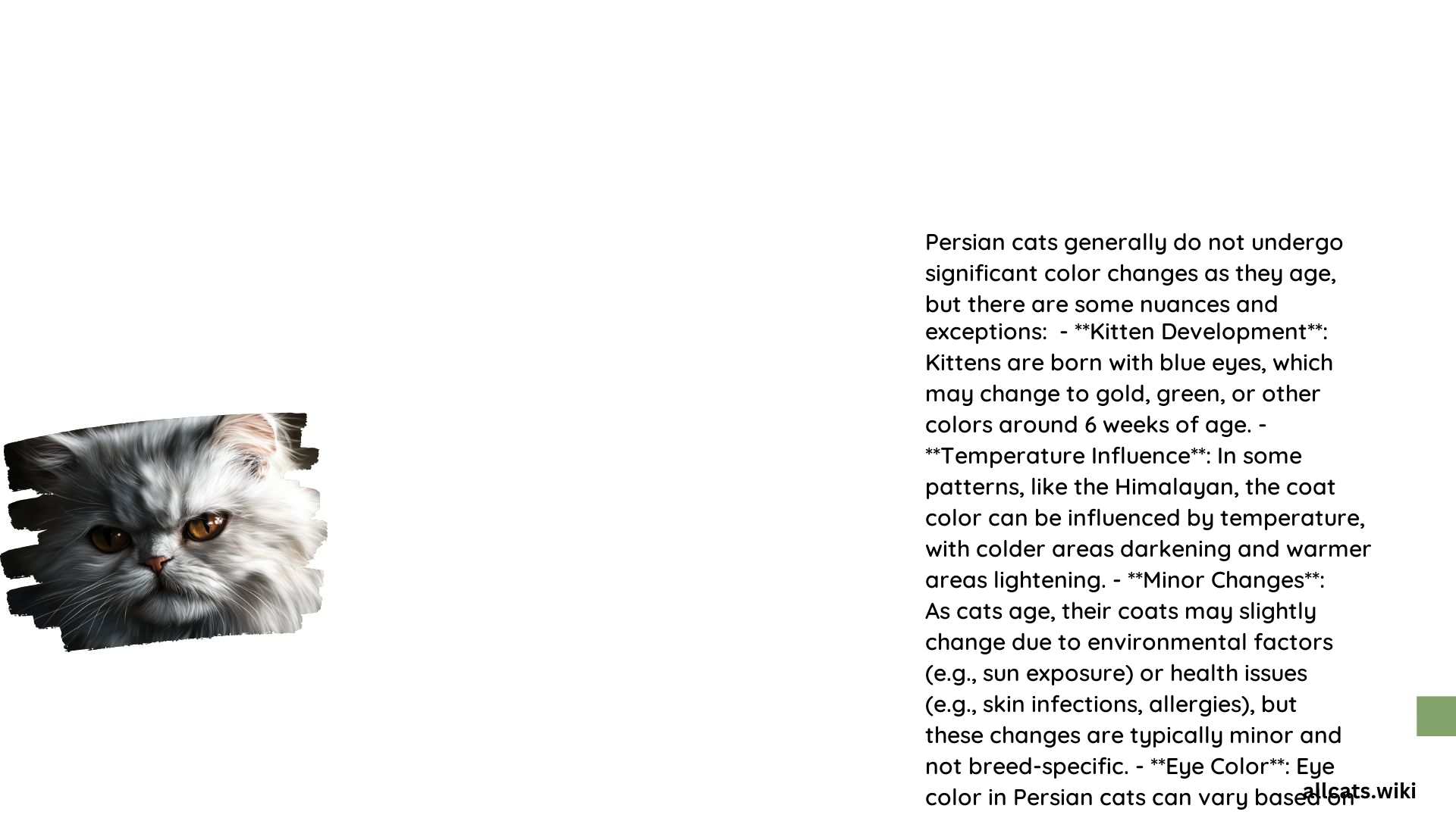 Persian Cat Color Change