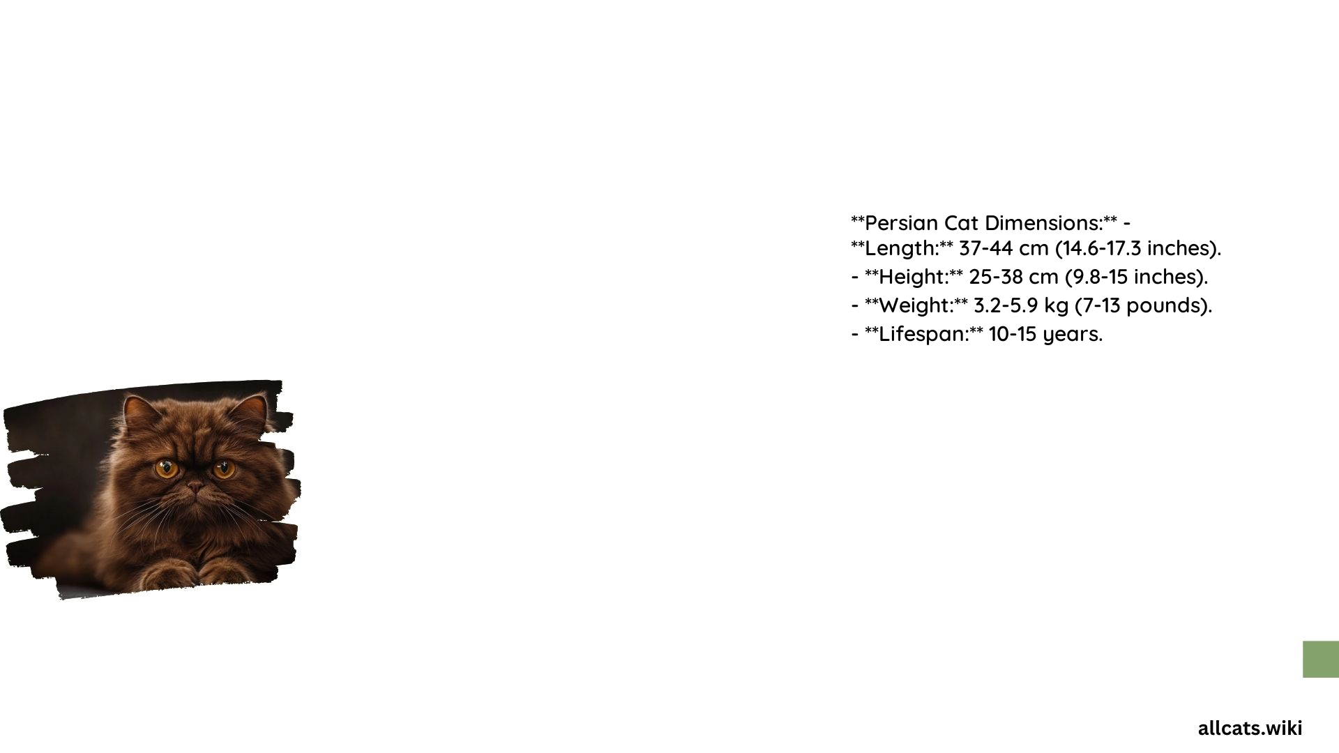 Persian Cat Dimensions