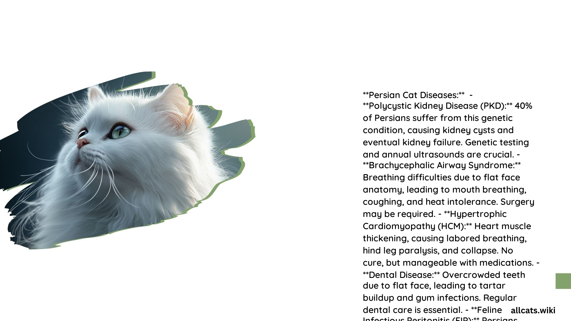 Persian Cat Diseases