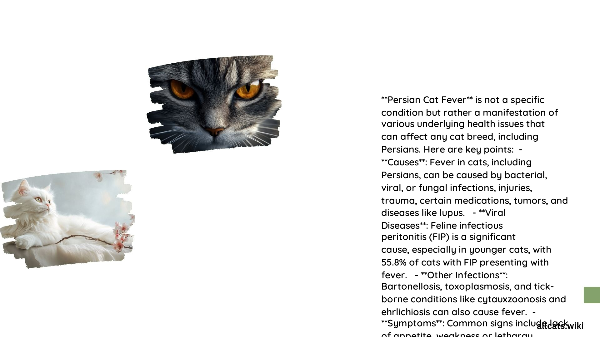 Persian Cat Fever