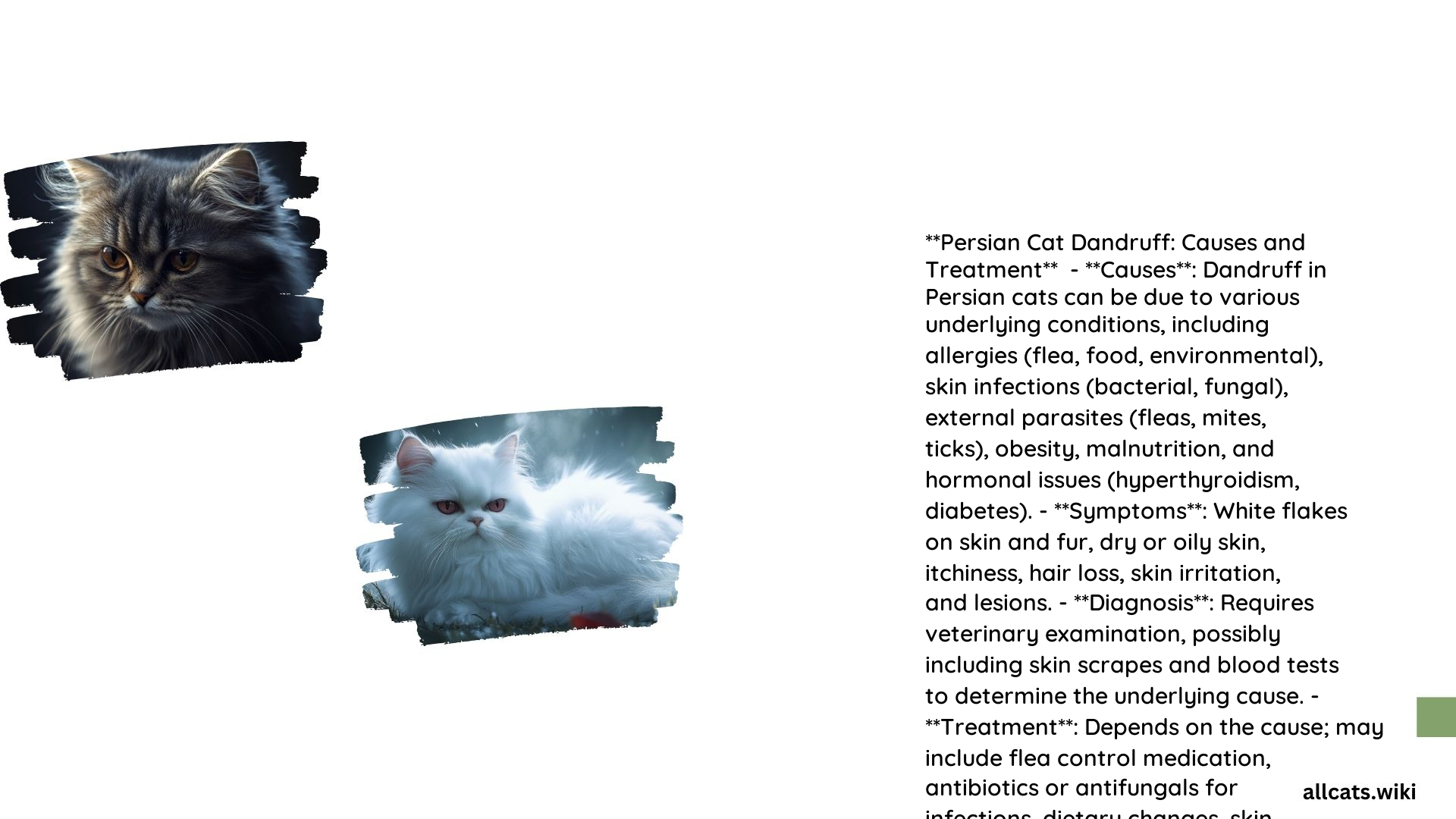 Persian Cat Has Dandruff