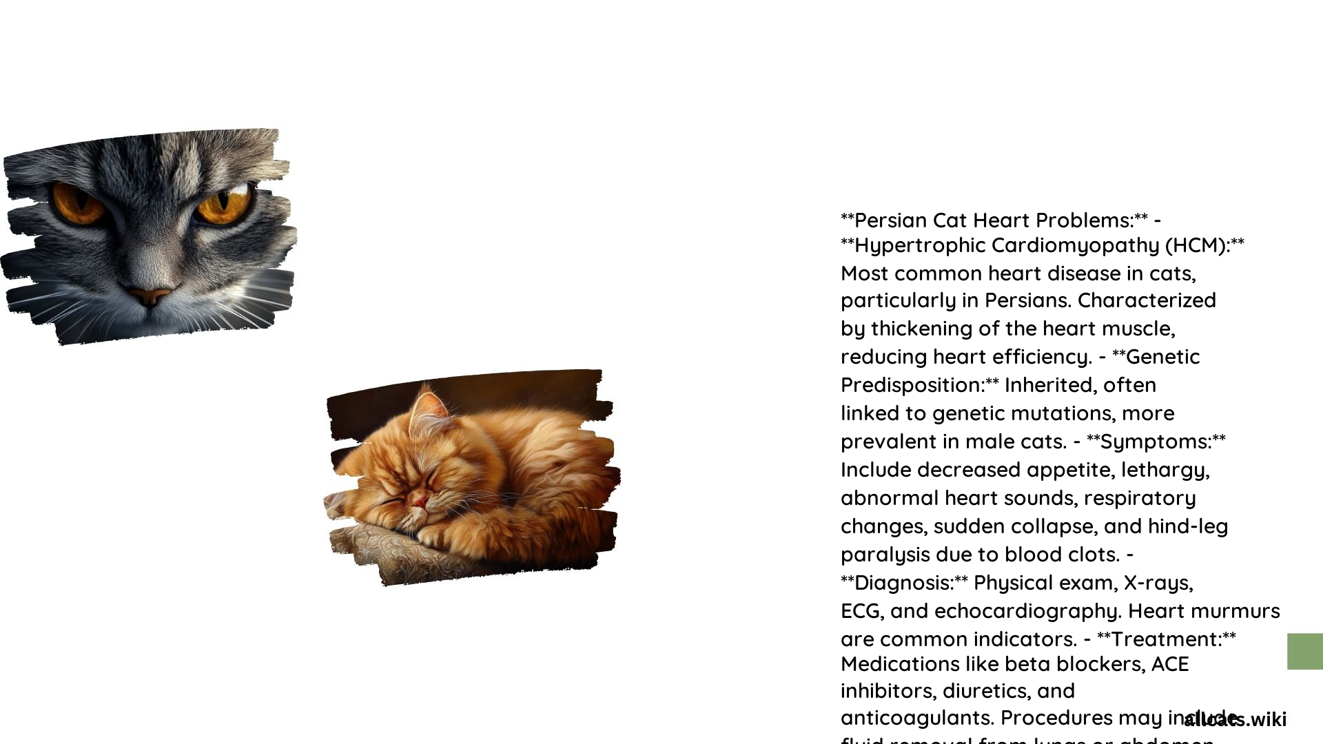 Persian Cat Heart Problems