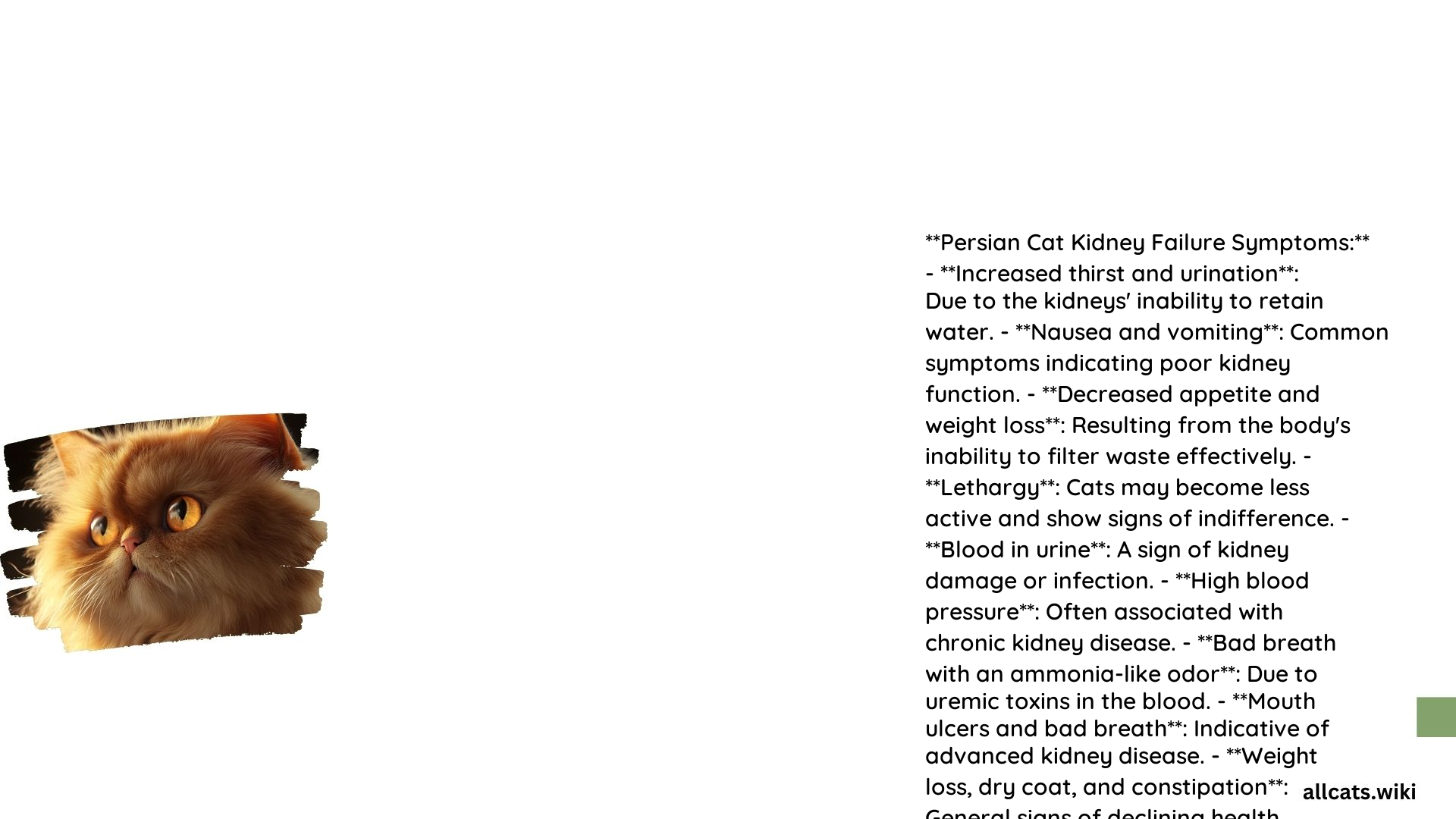Persian Cat Kidney Failure Symptoms