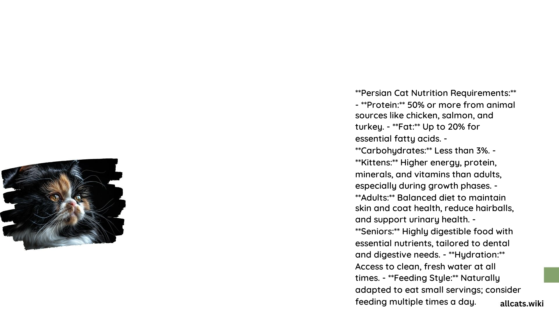 Persian Cat Nutrition Requirements