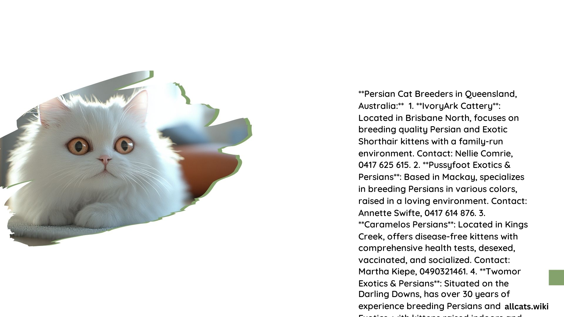 Persian Cat Qld
