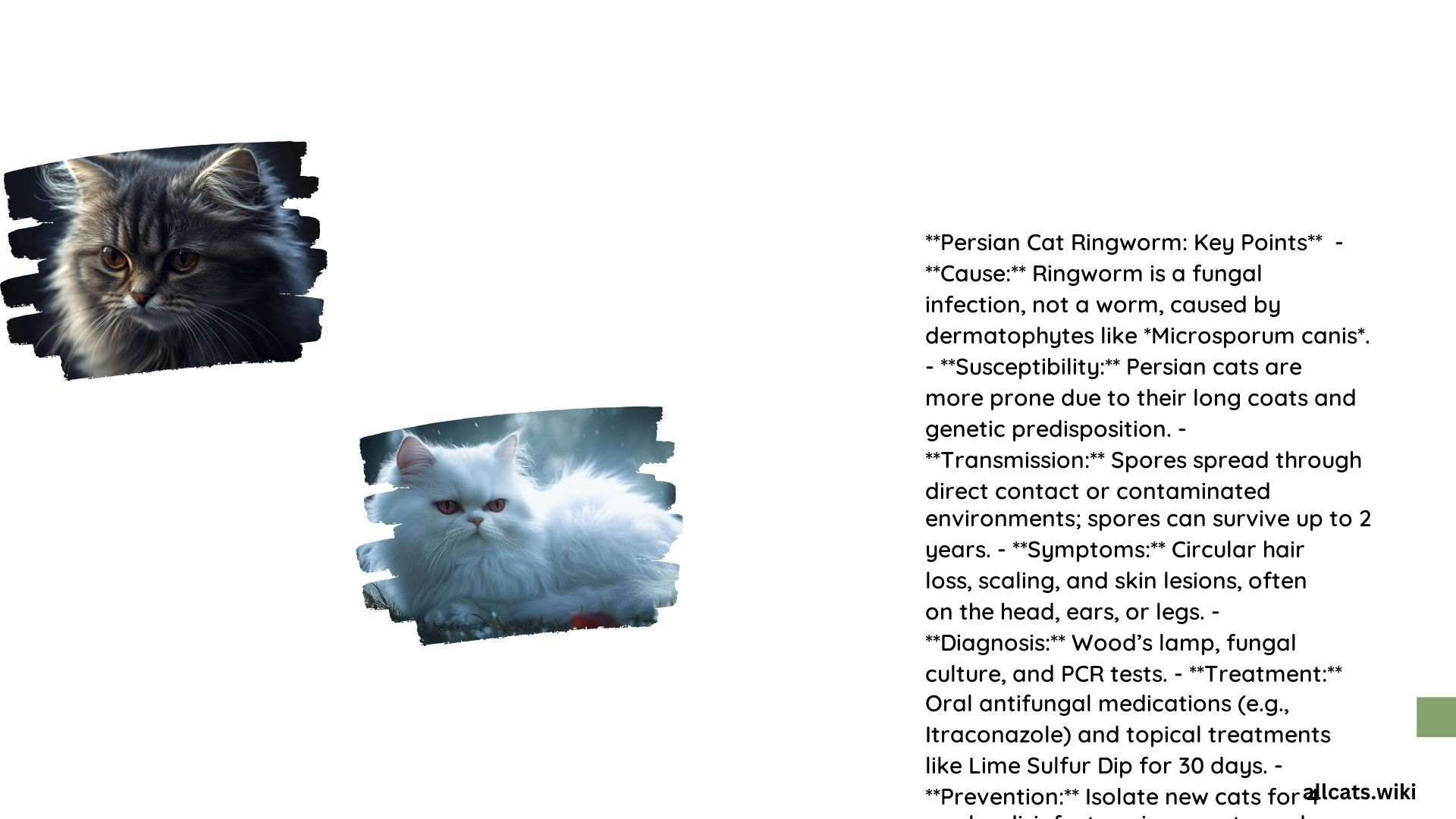 Persian Cat Ringworm