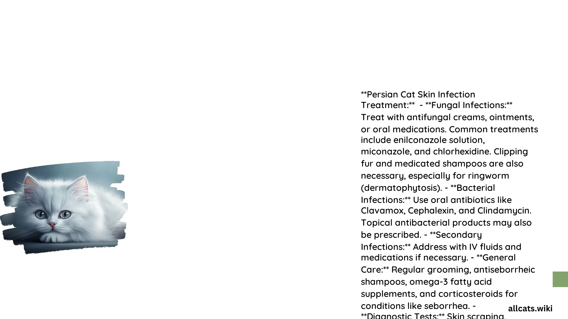 Persian Cat Skin Infection Treatment