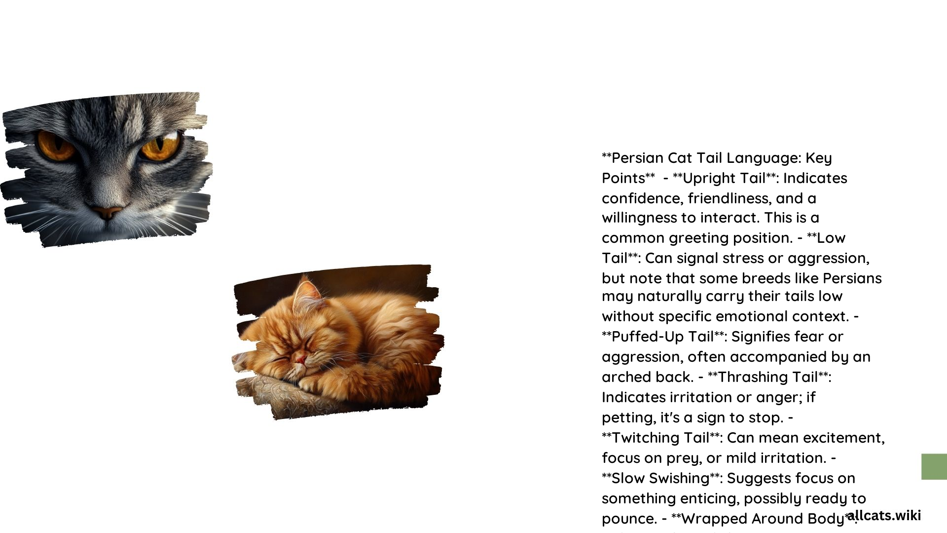 Persian Cat Tail Language