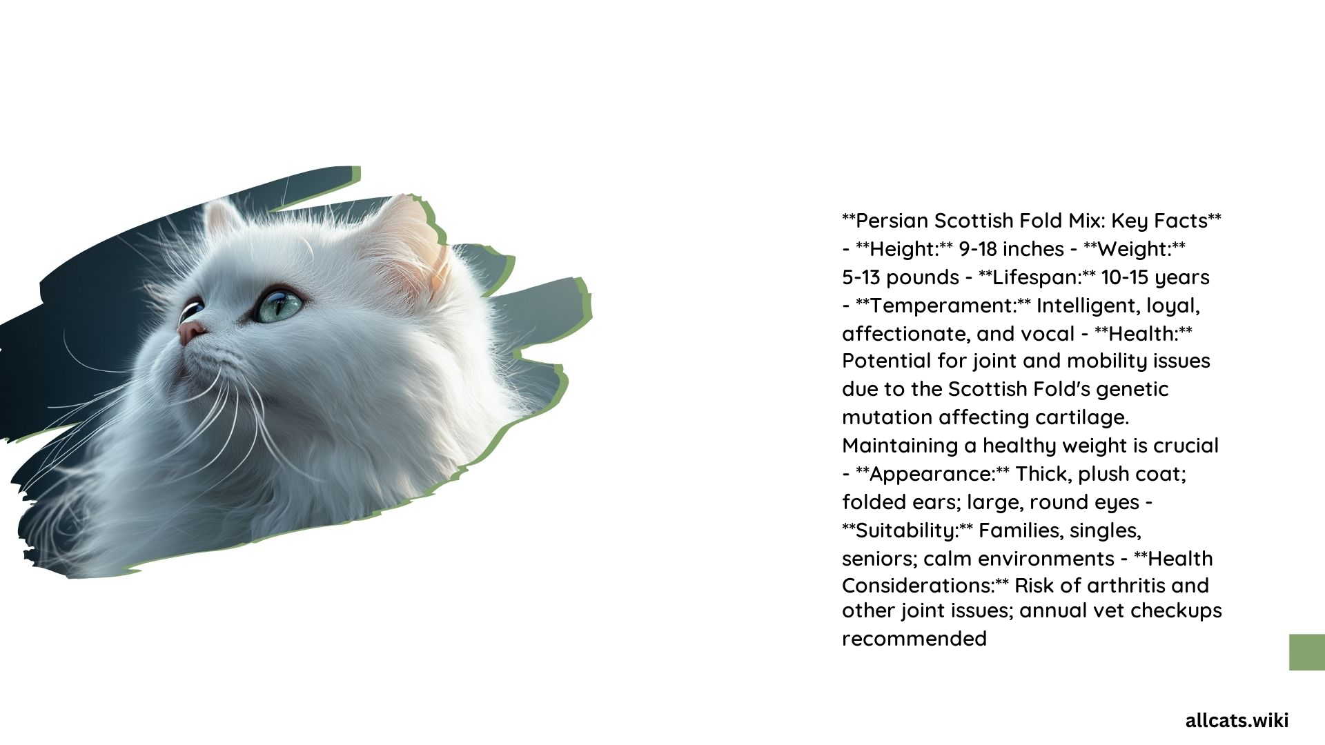 Persian Cat and Scottish Fold