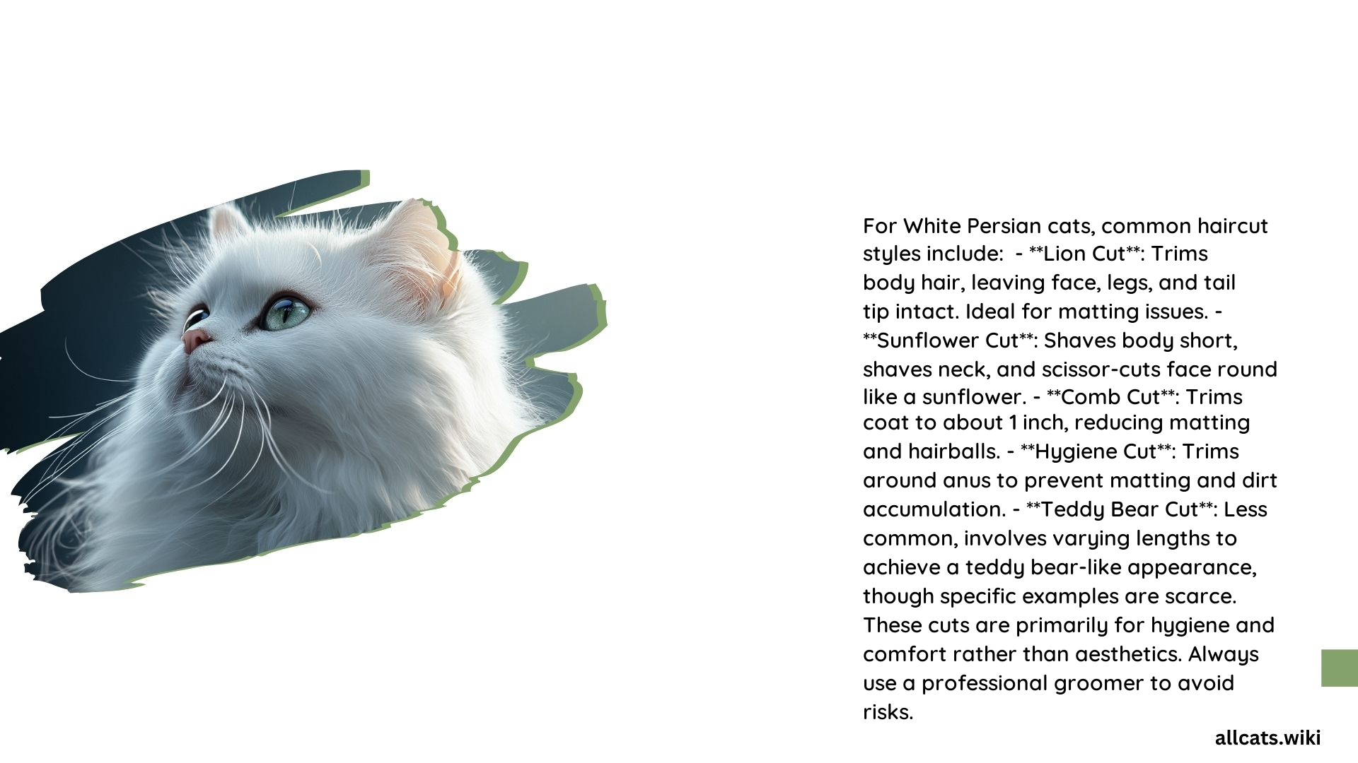 White Persian Cat Haircut Styles
