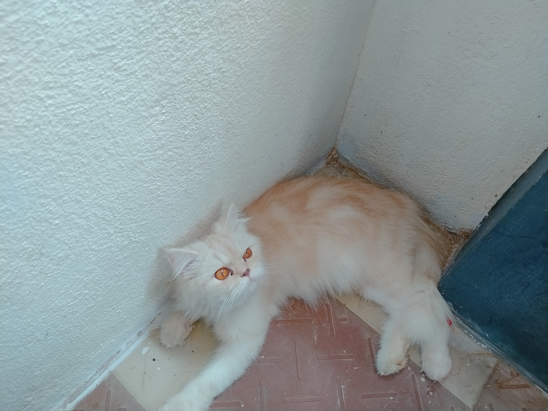 Are Persian Cats Endangered Are Persian Cats Endangered