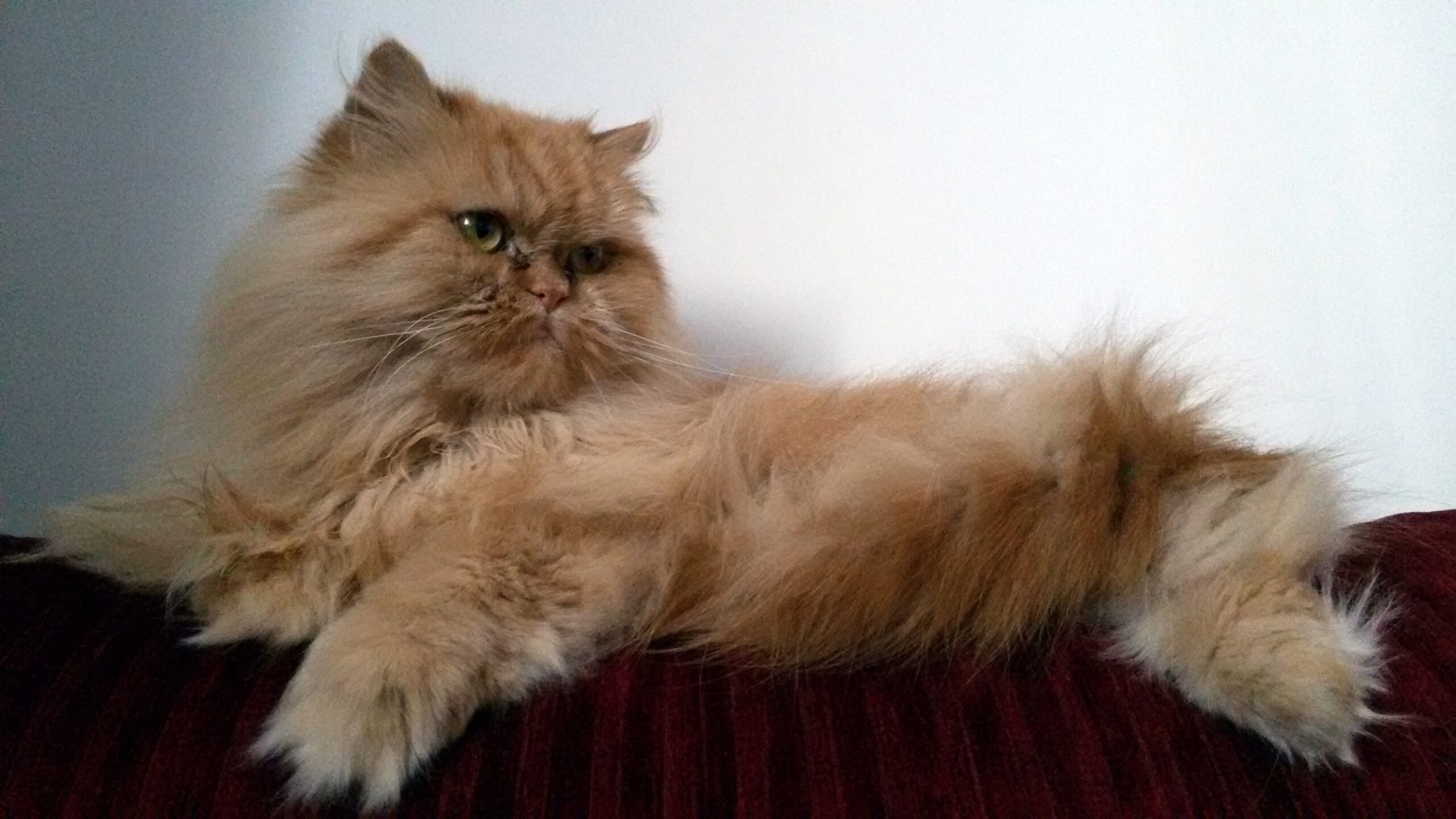 Are All Persian Cats Long Haired Are All Persian Cats Long Haired