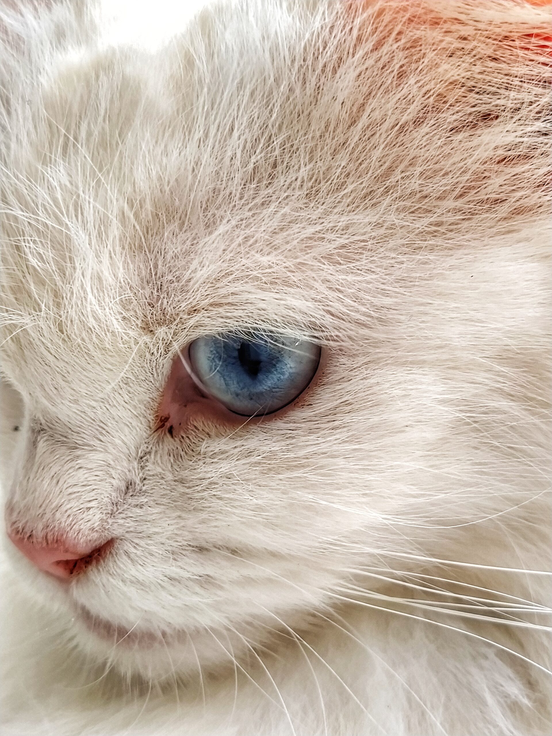 Can Milk Be Given to Persian Cats Can Milk Be Given to Persian Cats