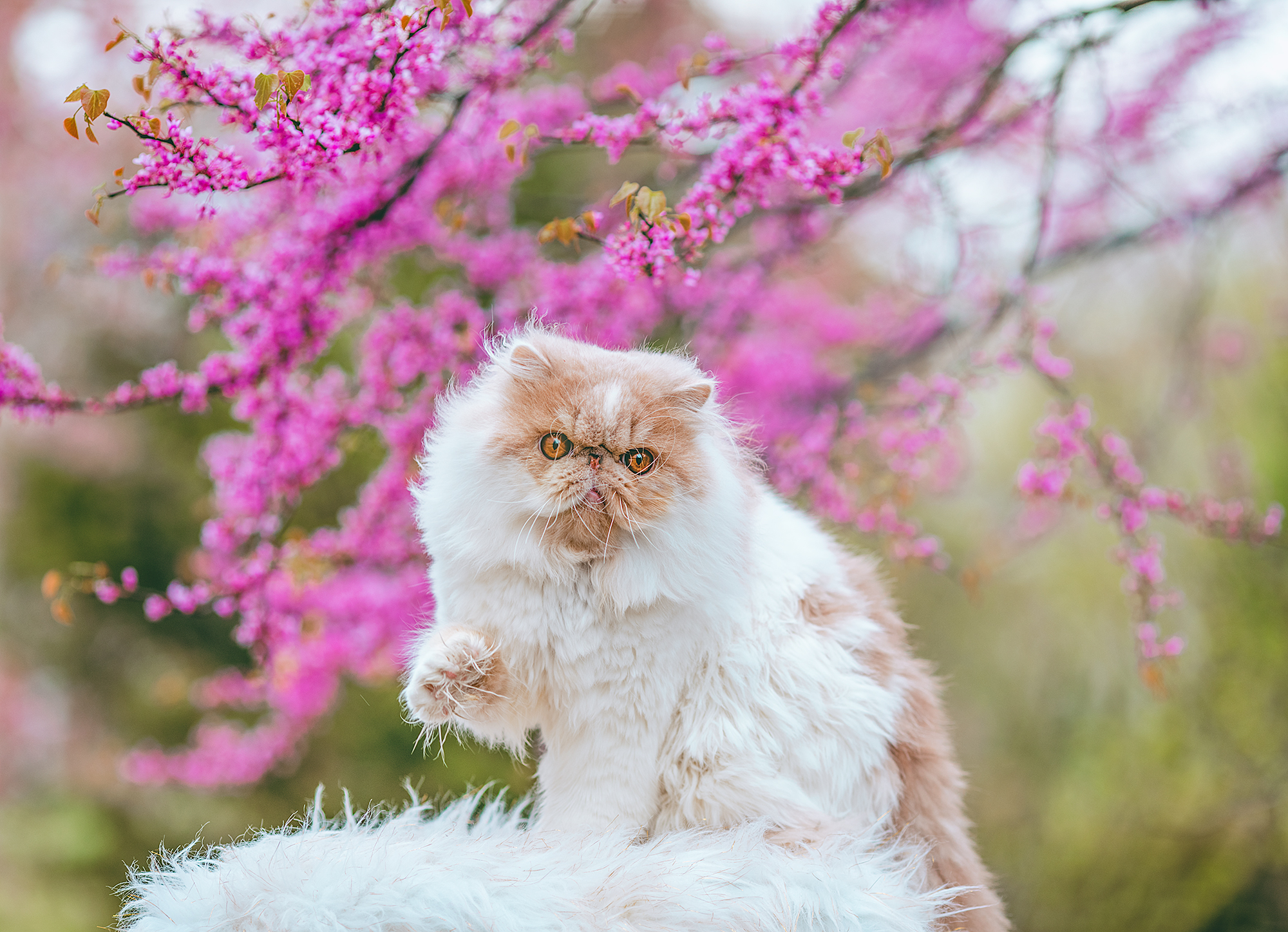 Are White Persian Cats Rare Are White Persian Cats Rare