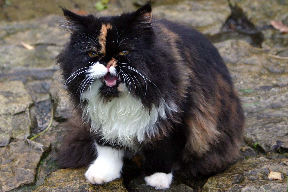 At What Age Are Persian Cats Full Grown At What Age Are Persian Cats Full Grown