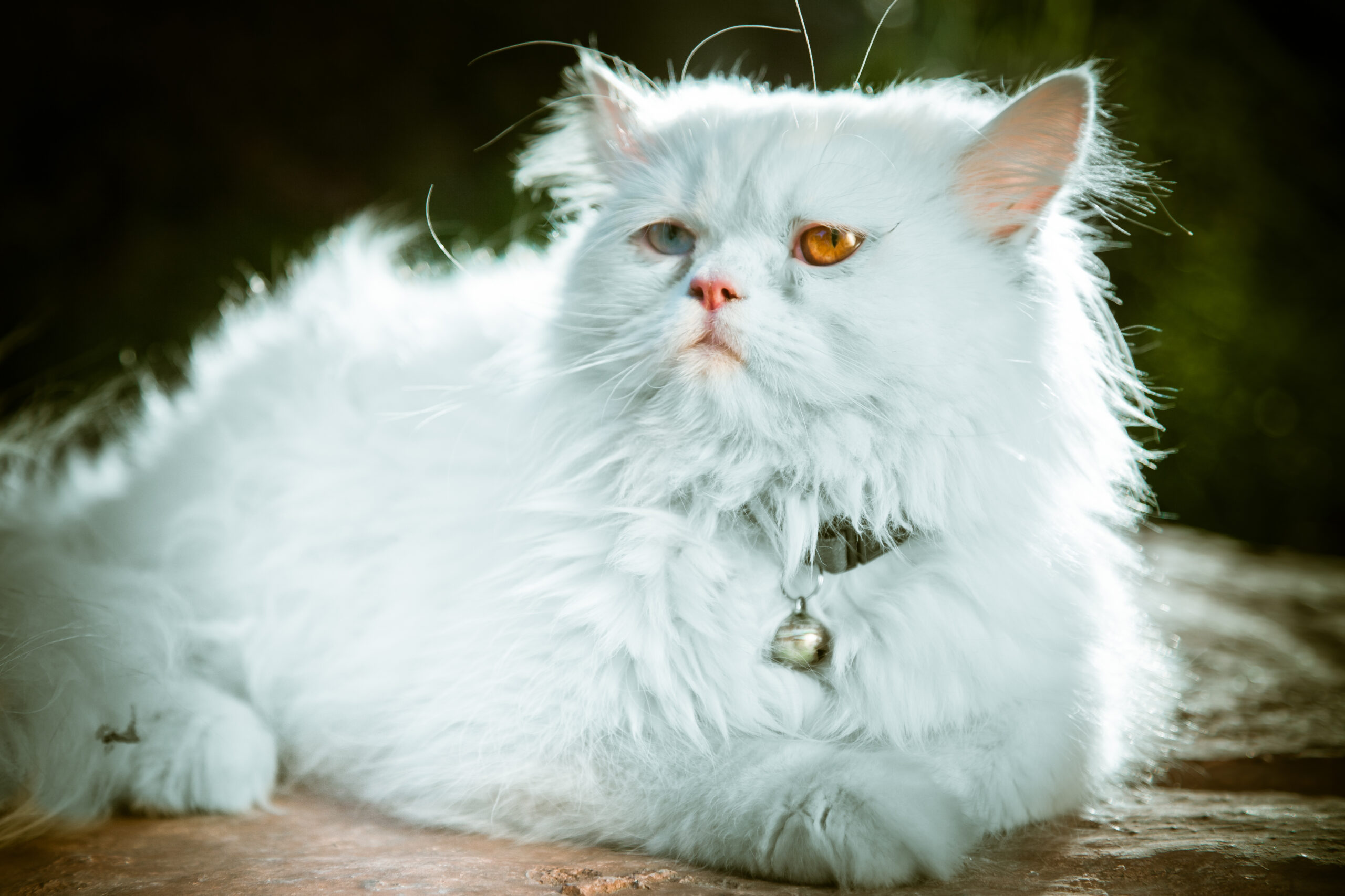 Persian Cat Vaccination Persian Cat Vaccination