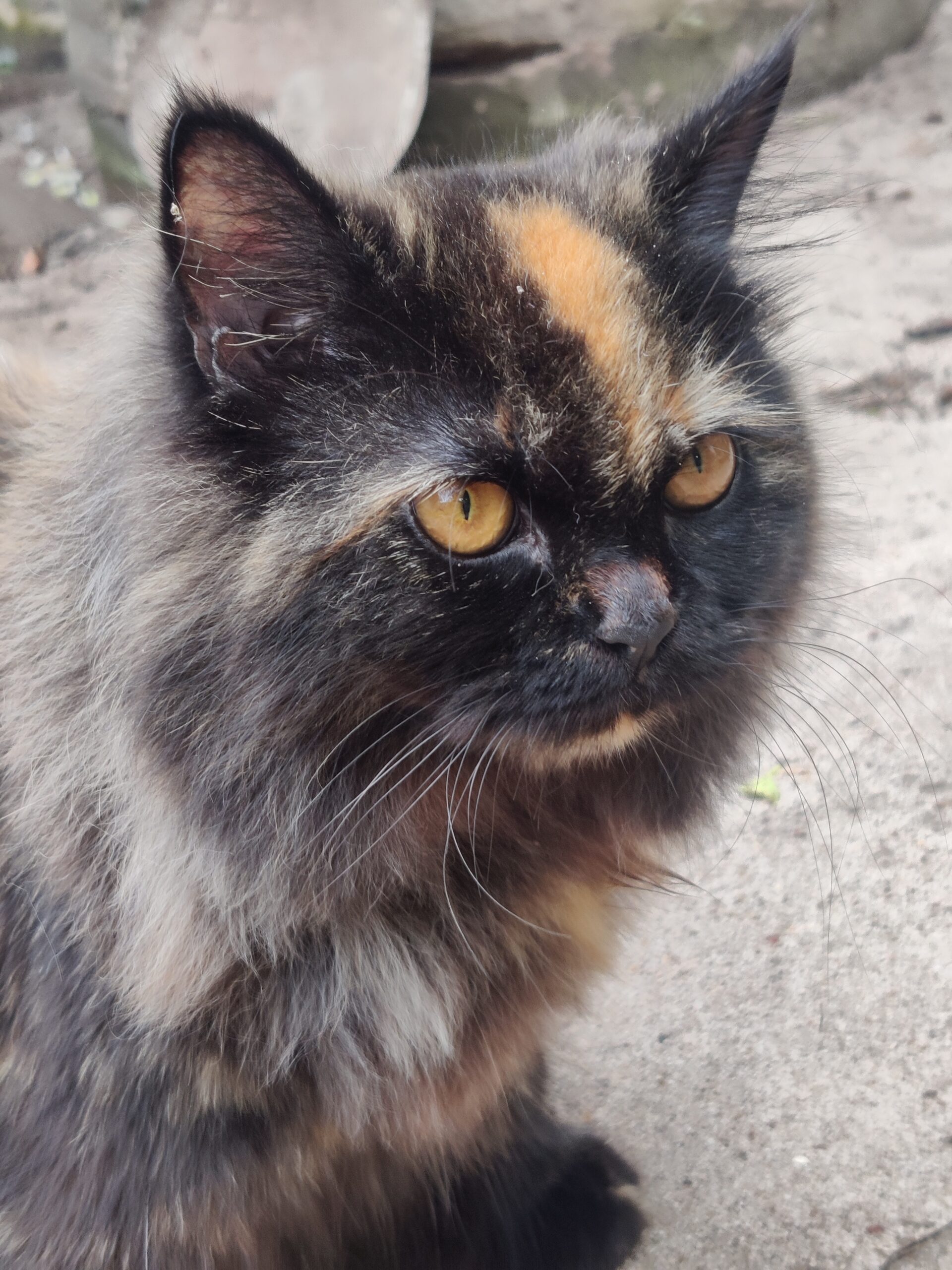 Are Persian Cats Playful Are Persian Cats Playful