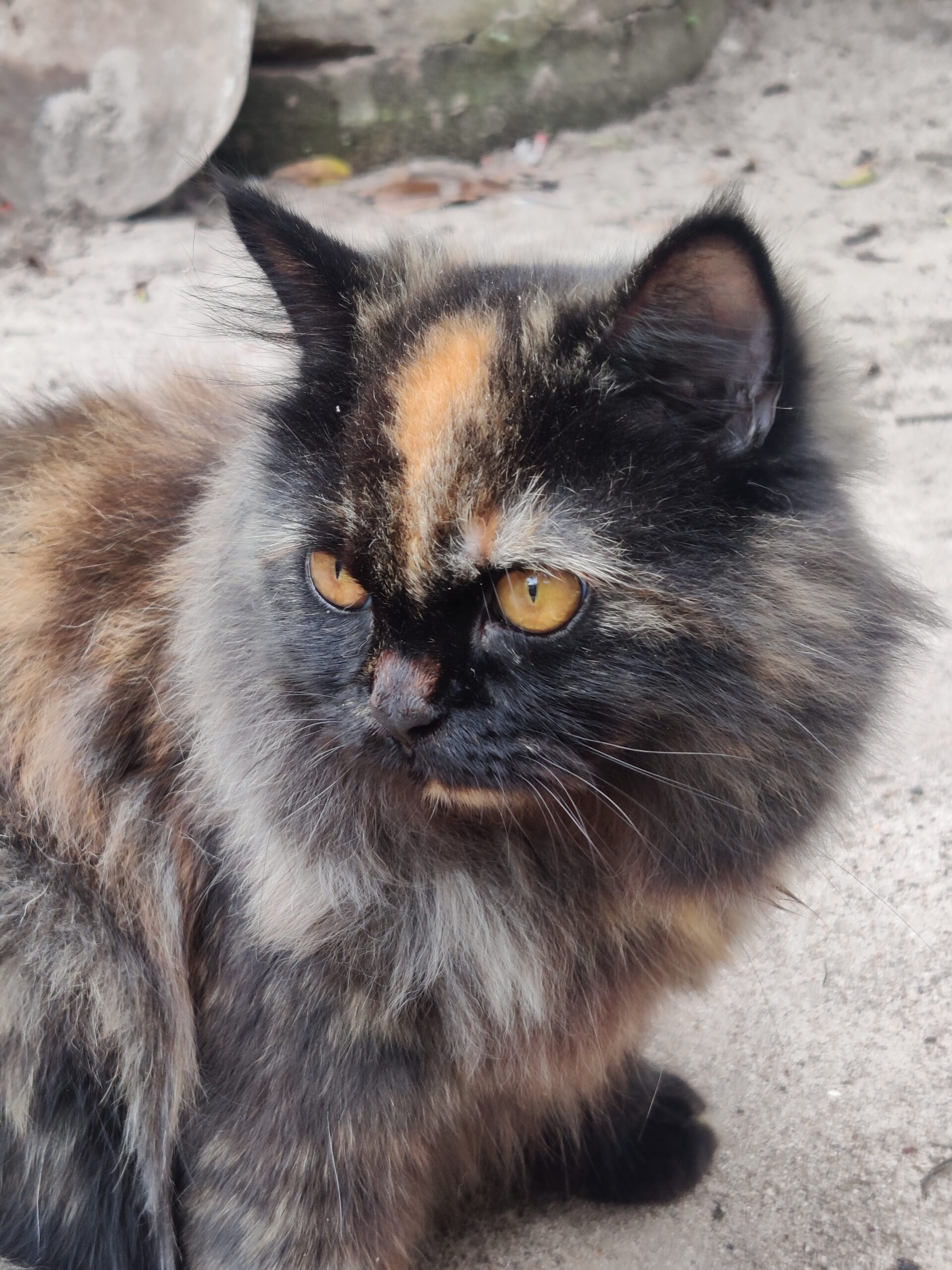 Can Persian Cats Eat Ice Cream Can Persian Cats Eat Ice Cream