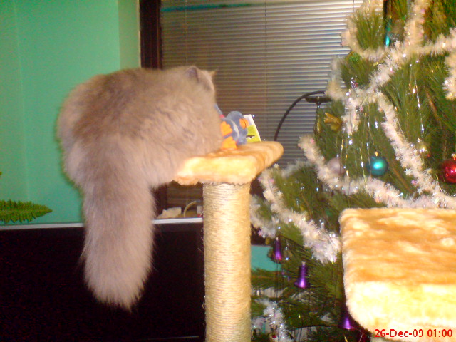 Do Persian Cats Hunt Do Persian Cats Hunt