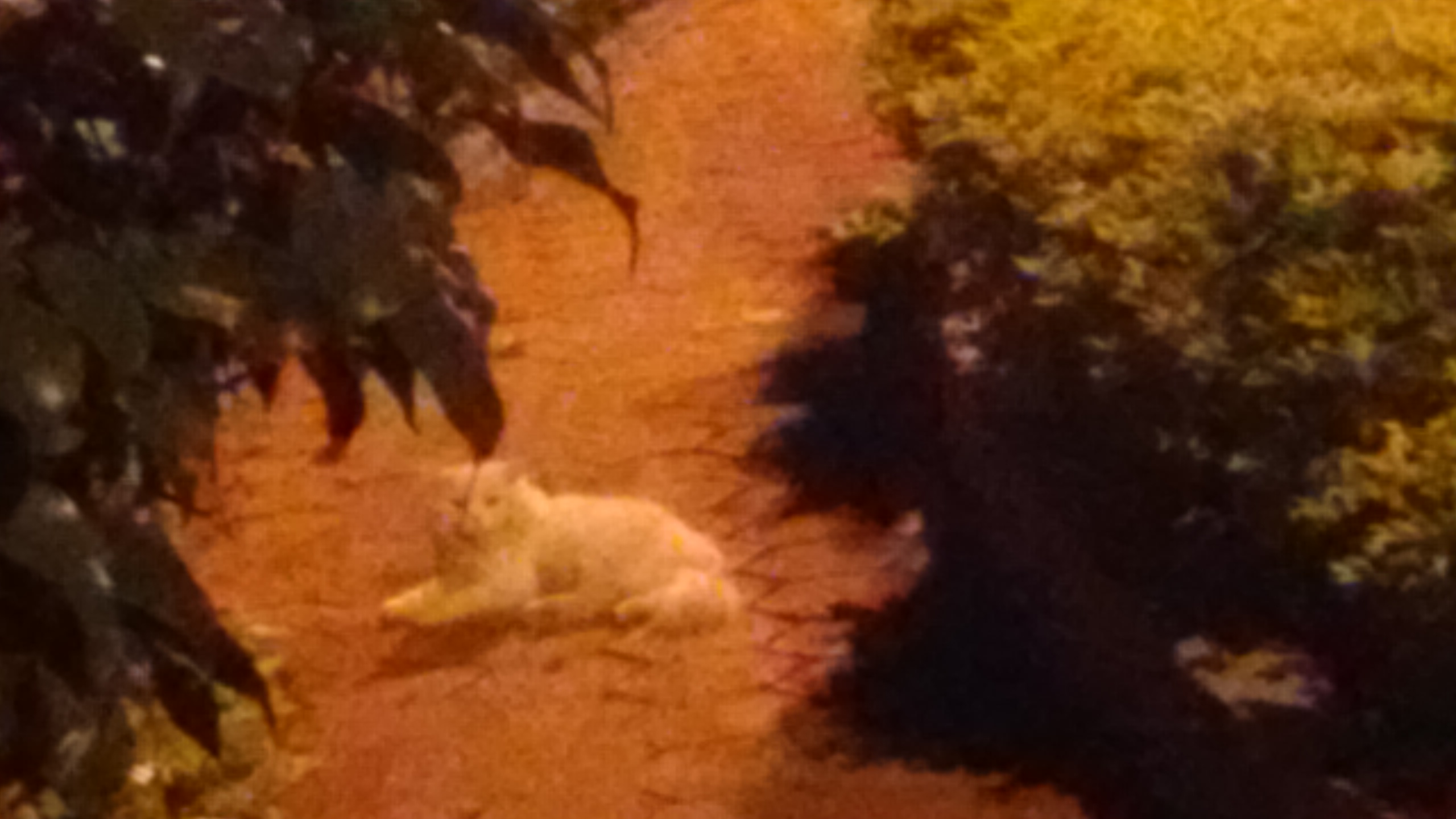 At What Age Persian Cats Mate At What Age Persian Cats Mate
