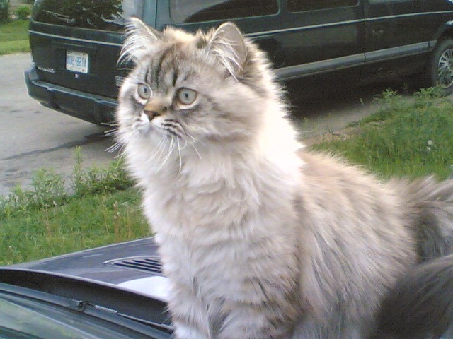 Can Persian Cats Be Left Alone