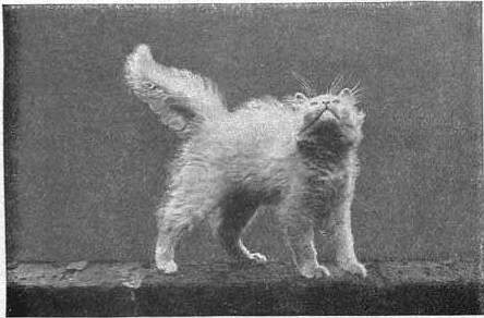 Persian Cat Breeders Queensland Persian Cat Breeders Queensland