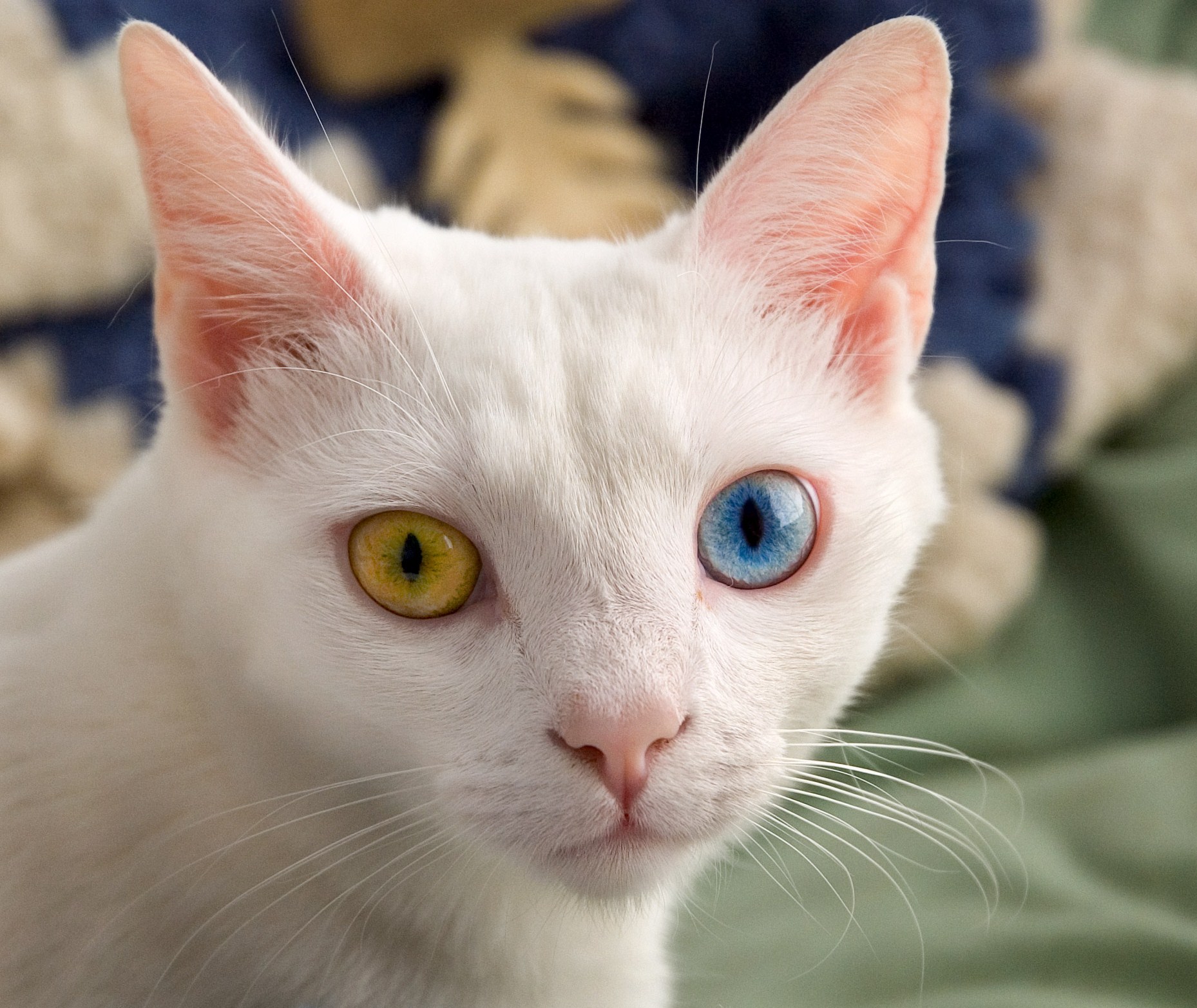 Are Persian Cats Smarter Than Other Cats