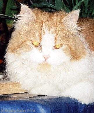 Persian Cat Cafe Persian Cat Cafe